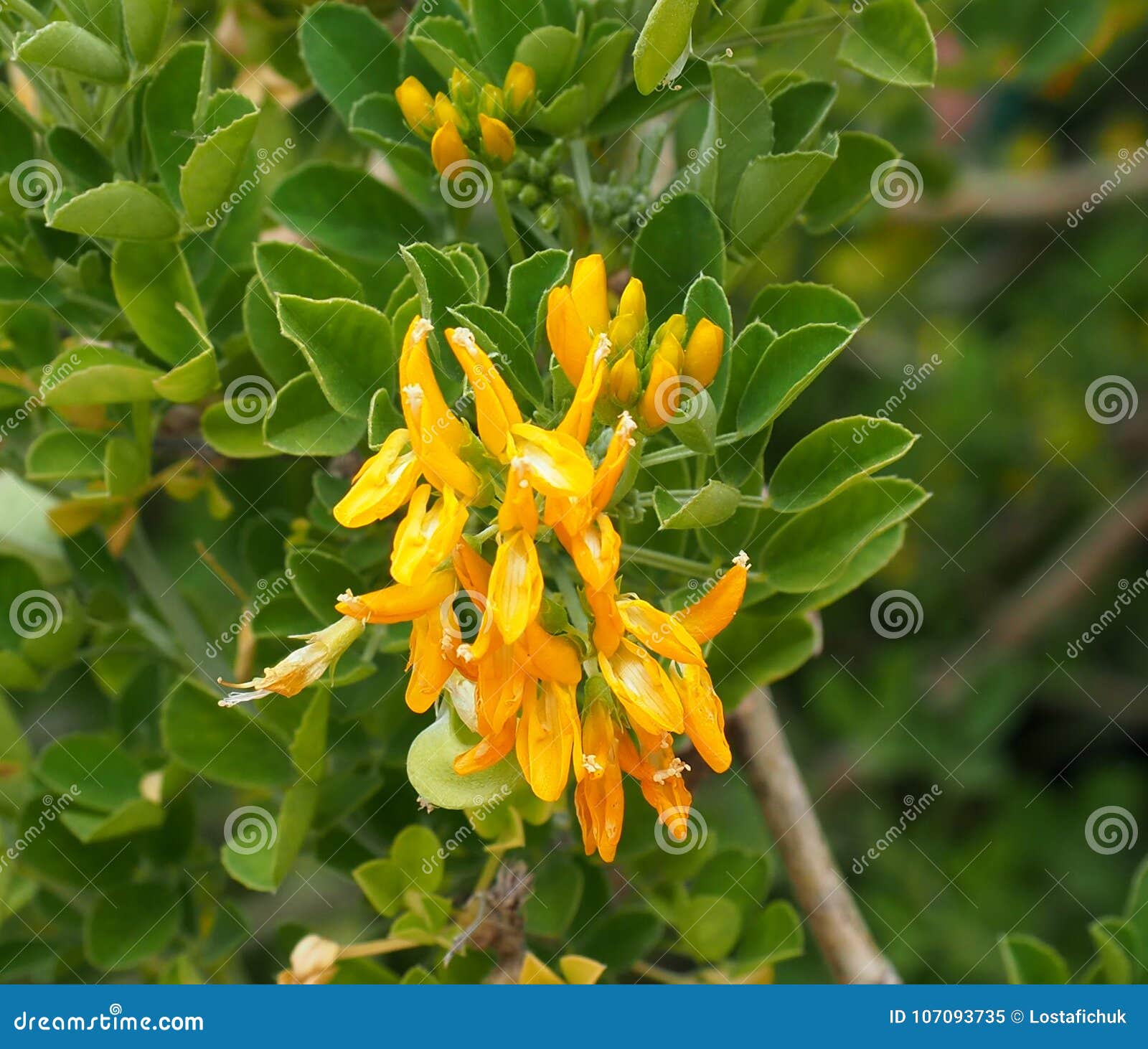 medicago arborea or tree medick flowers in crete greece