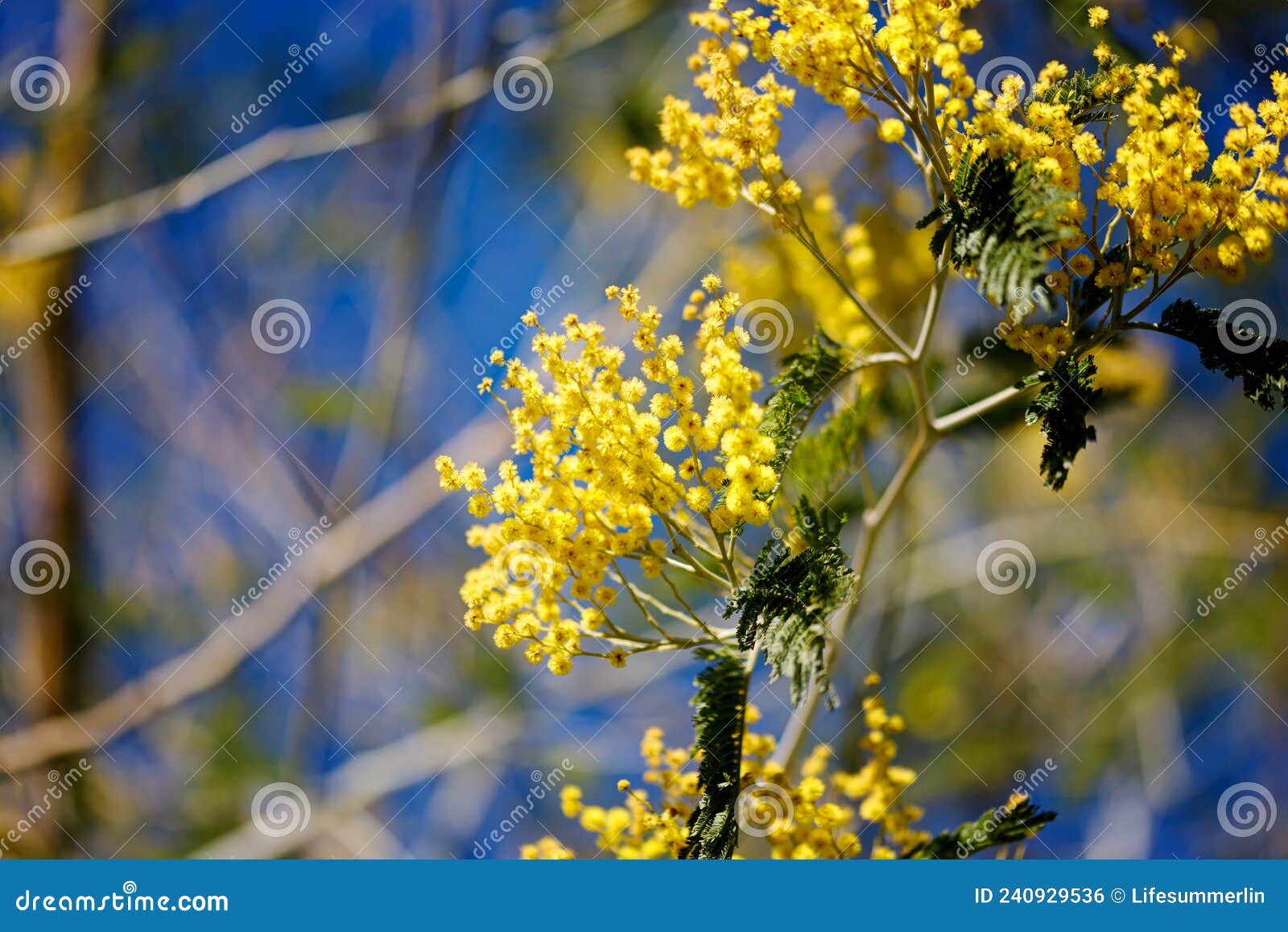 Yellow Flowers of a Mimosa Tree on a Background of Blue Sky. Stock