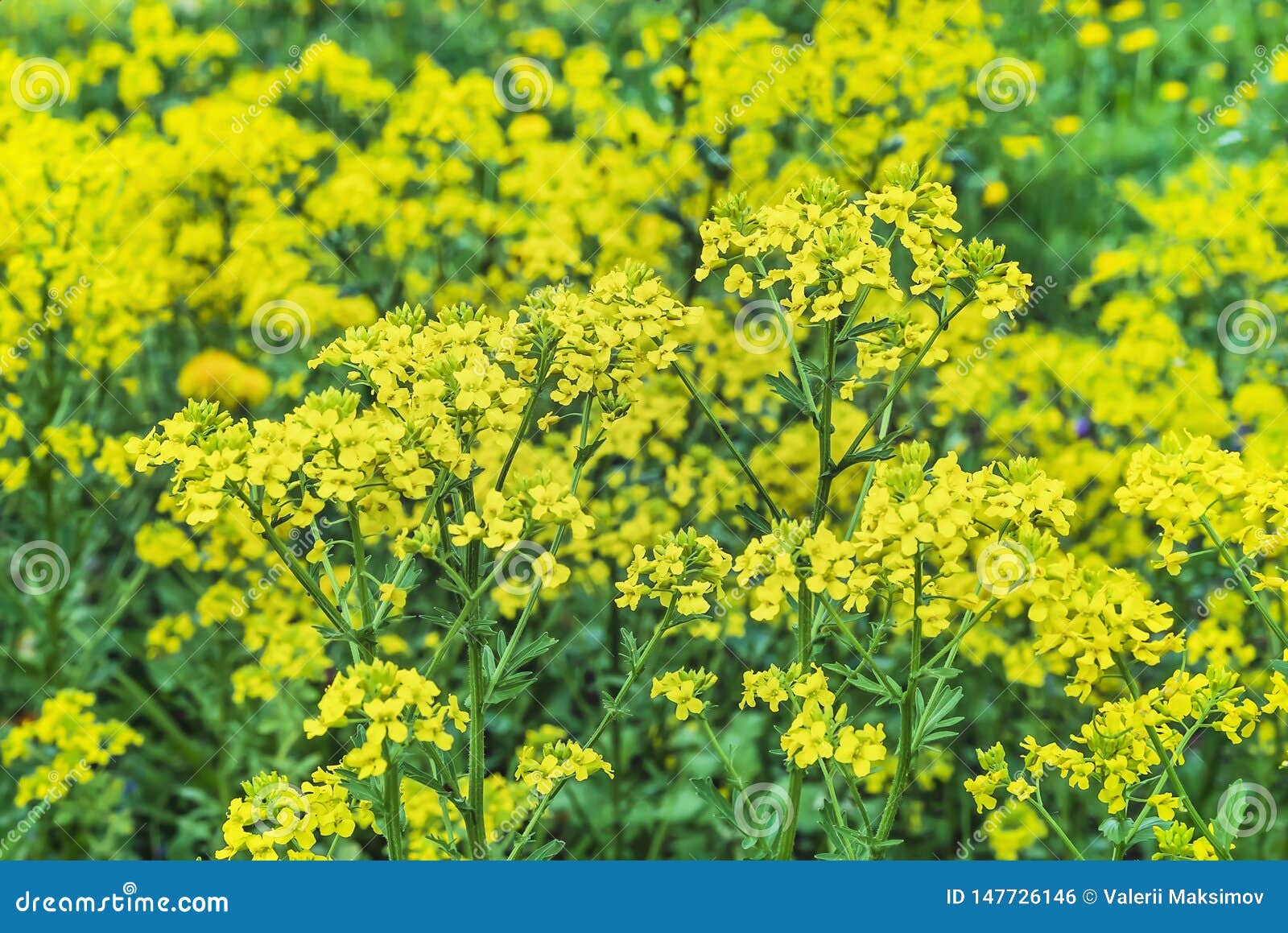 Yellow Flowers Mustard. Background of Yellow Wildflowers Stock Photo
