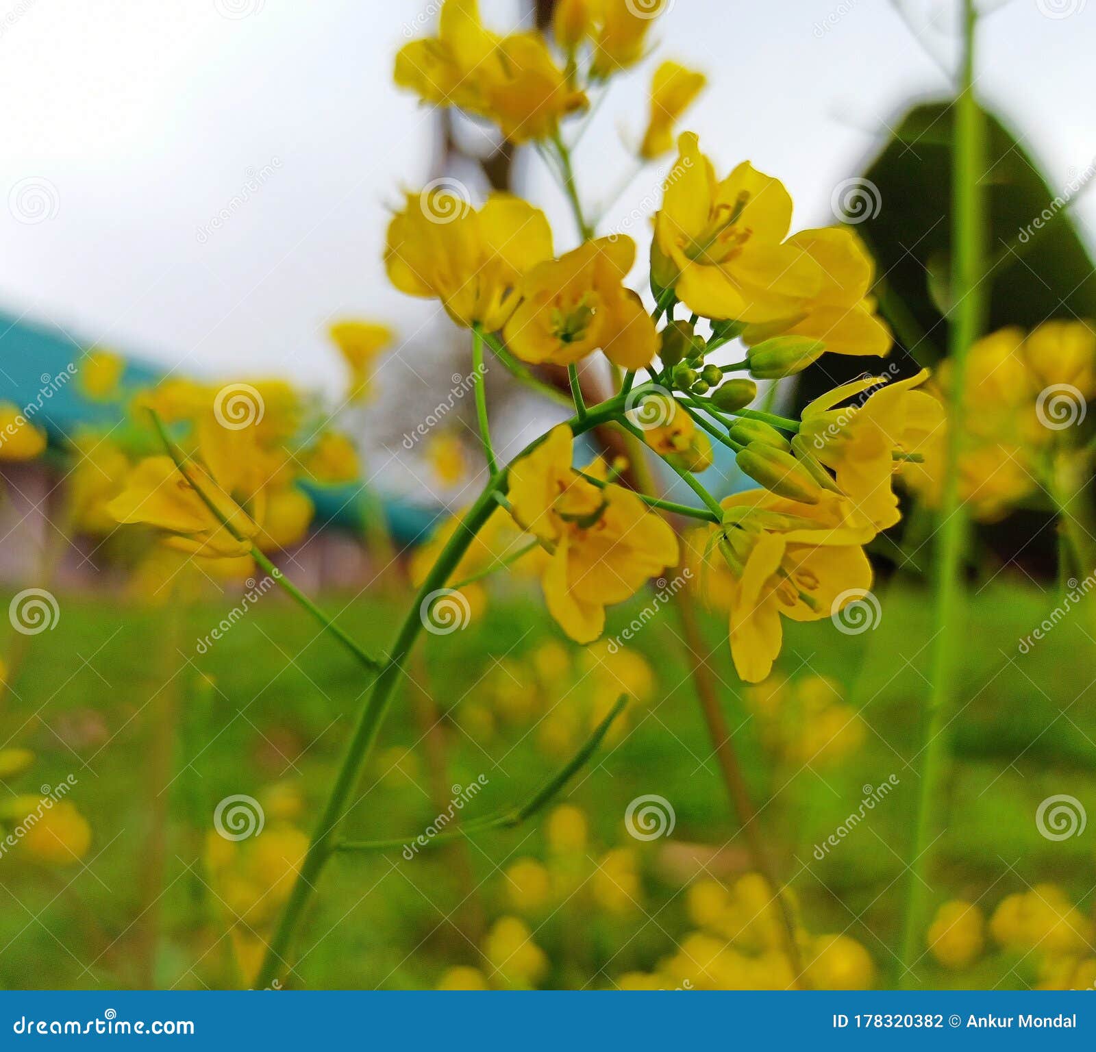 Yellow Flowers of Mustard Plant Stock Photo Image of flowers, plant 178320382