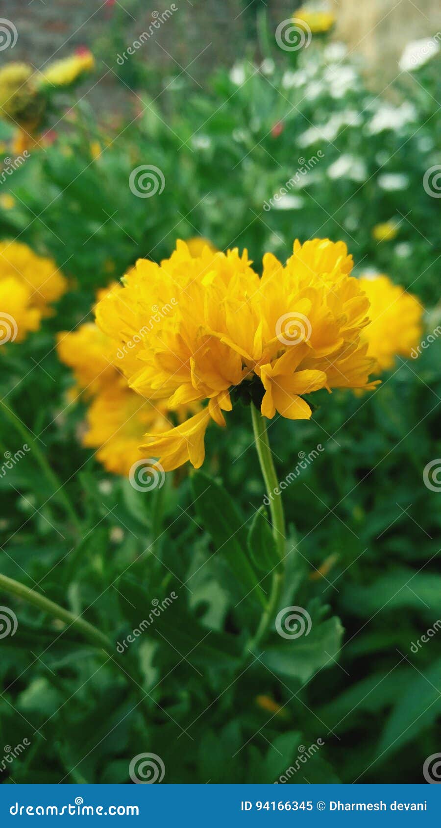 Yellow flowers stock image. Image of garden, yellow, flowers 94166345