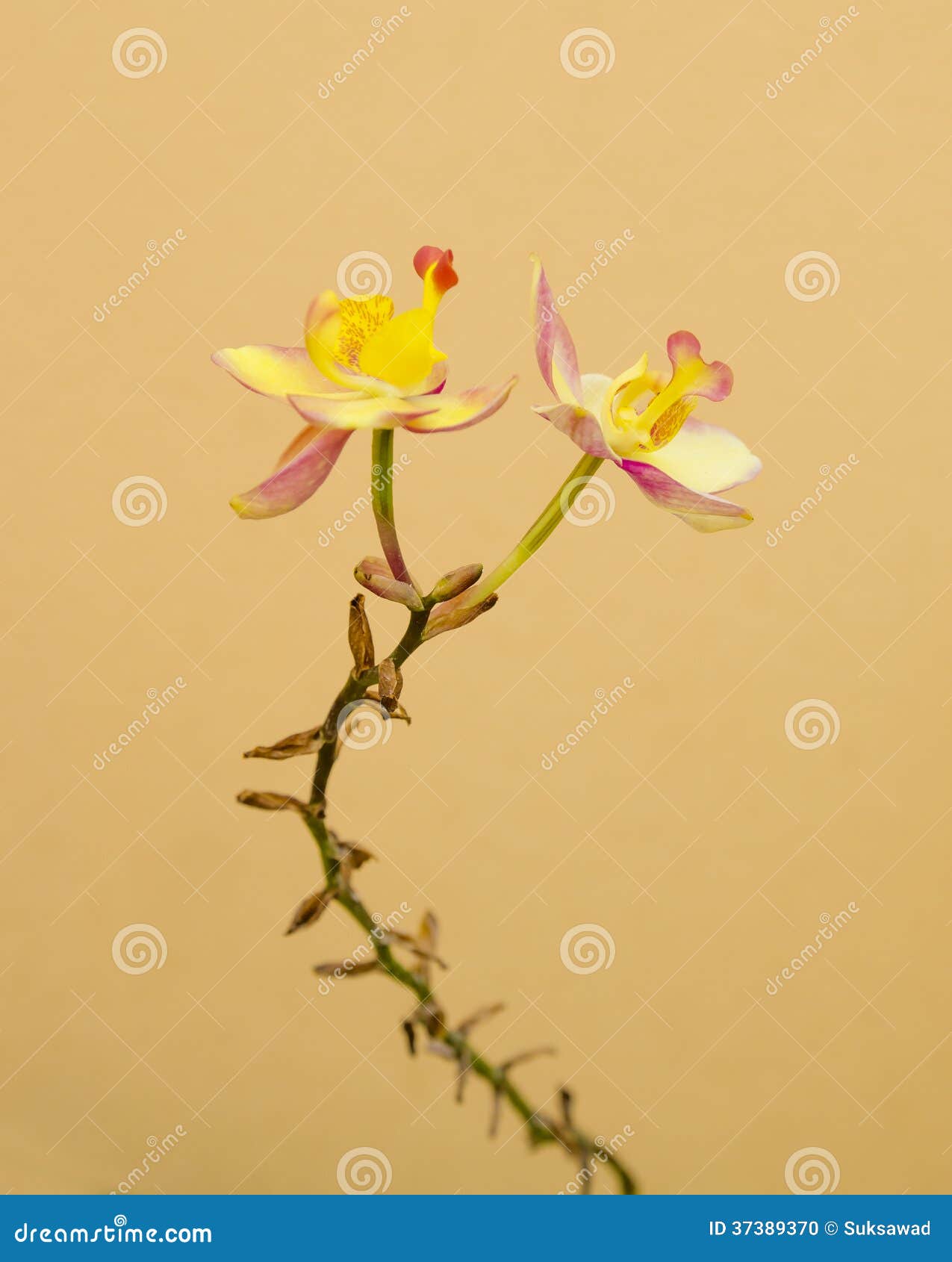 Yellow Flowers on Orange Background Stock Photo Image of close, detail 37389370