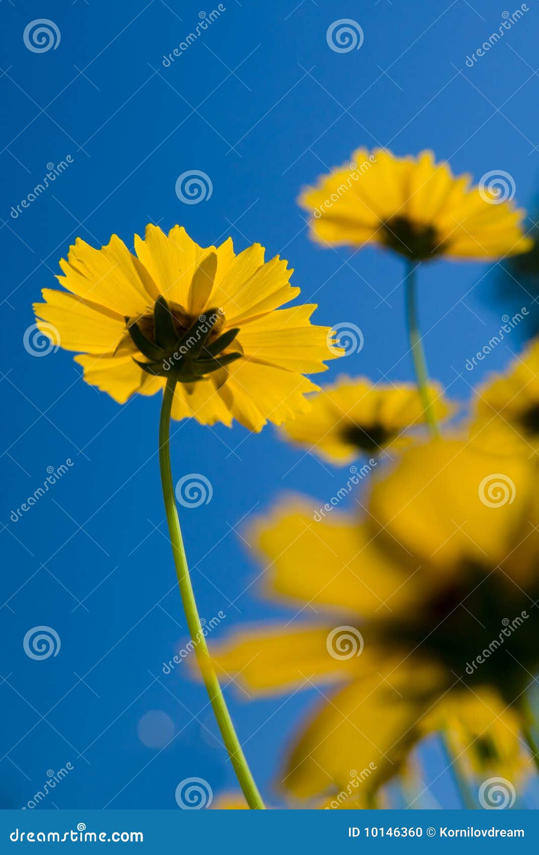 Yellow Flowers Over Vivid Blue Sky Stock Photo Image of background