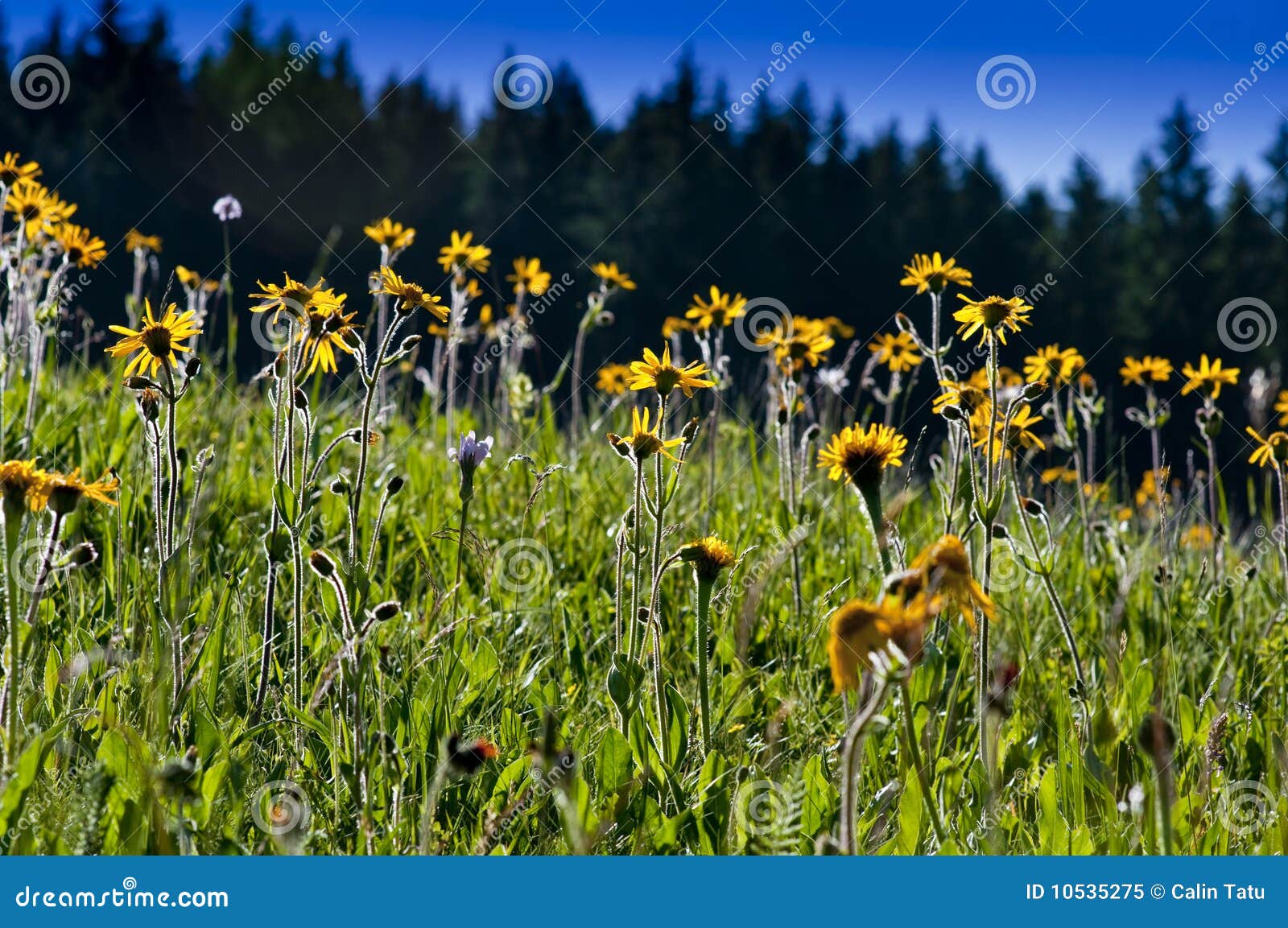 Yellow Flowers Pasture in Spring Stock Image Image of scenery