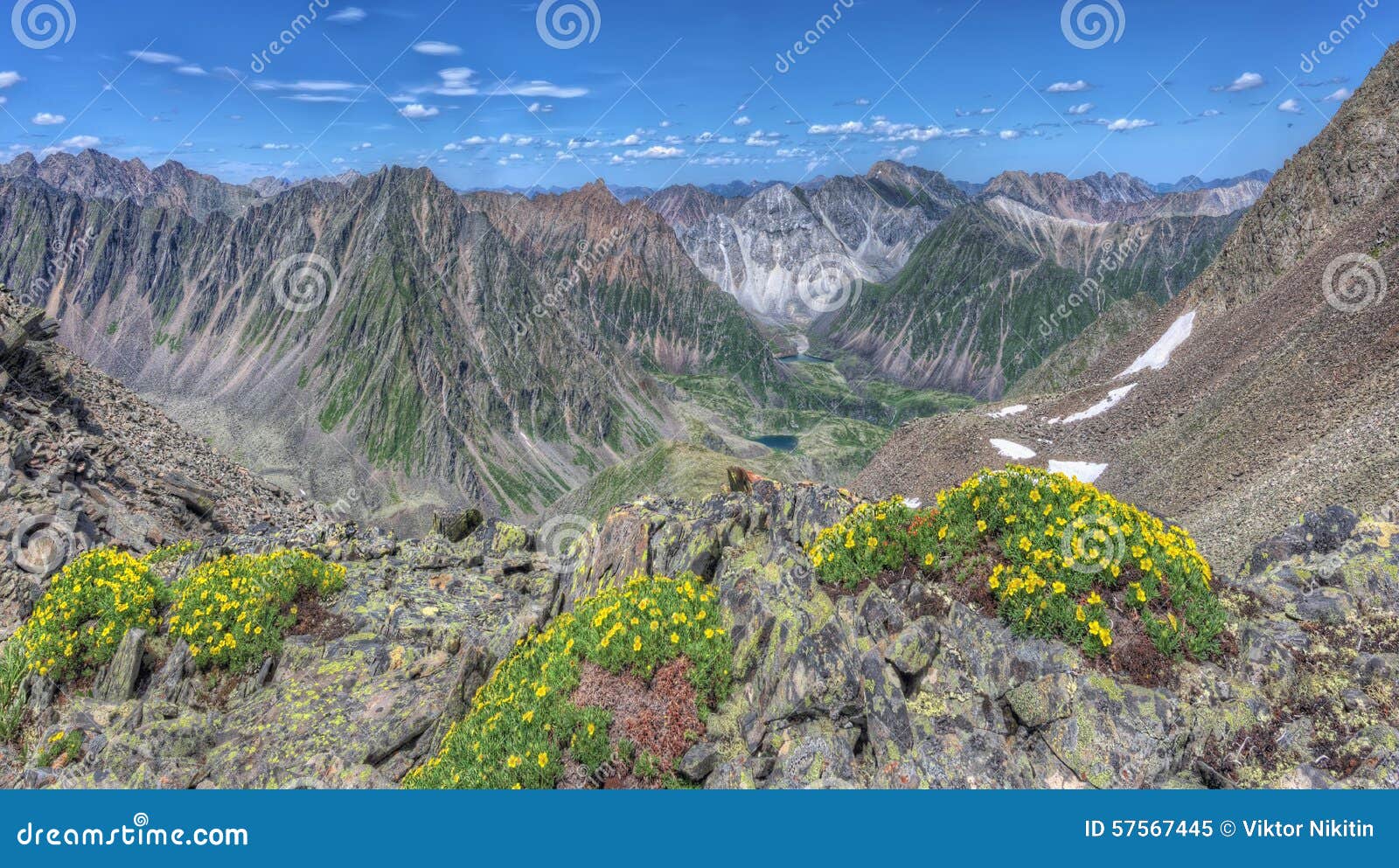 yellow flowers (potentilla biflora) on a background of mountain ranges