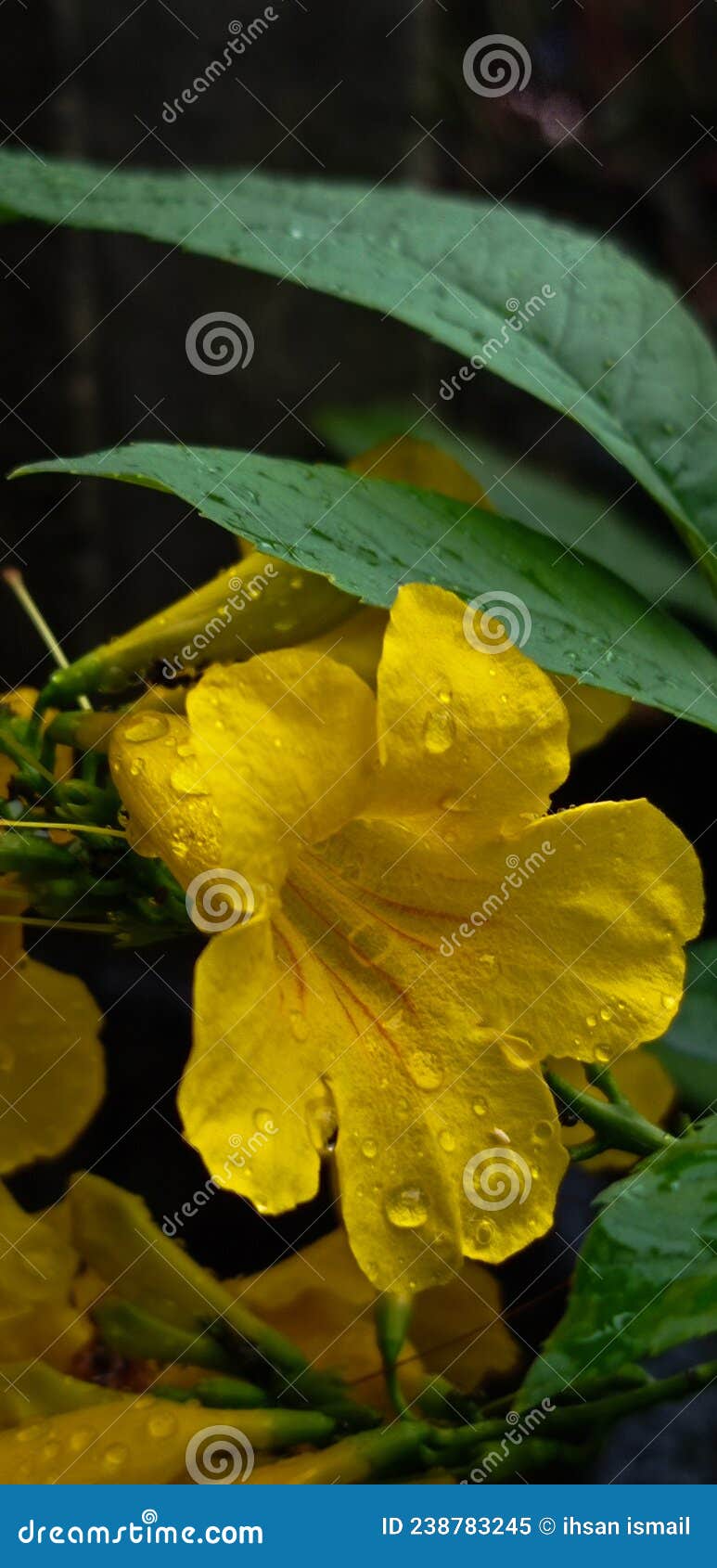 Yellow Flowers after the Rain Stock Image Image of forest, yellow