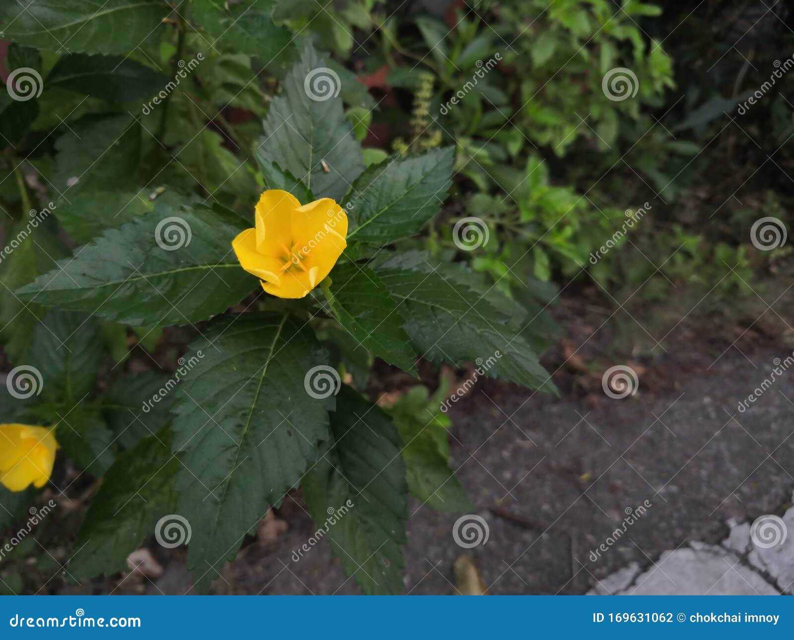 Yellow Flowers on the Roadside Stock Photo Image of flowers, roadside 169631062