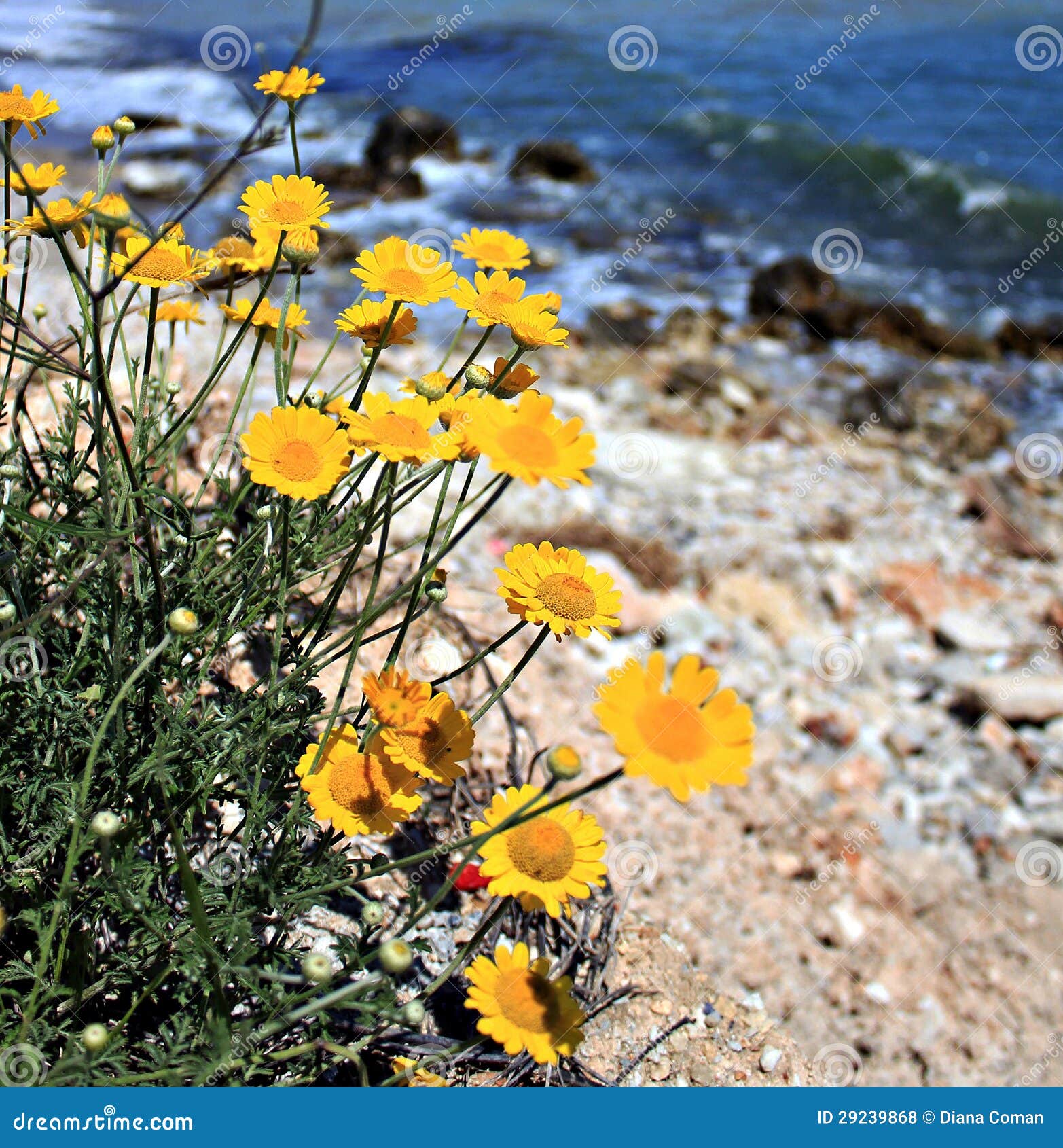 Yellow flowers seaside stock photo. Image of azure 29239868