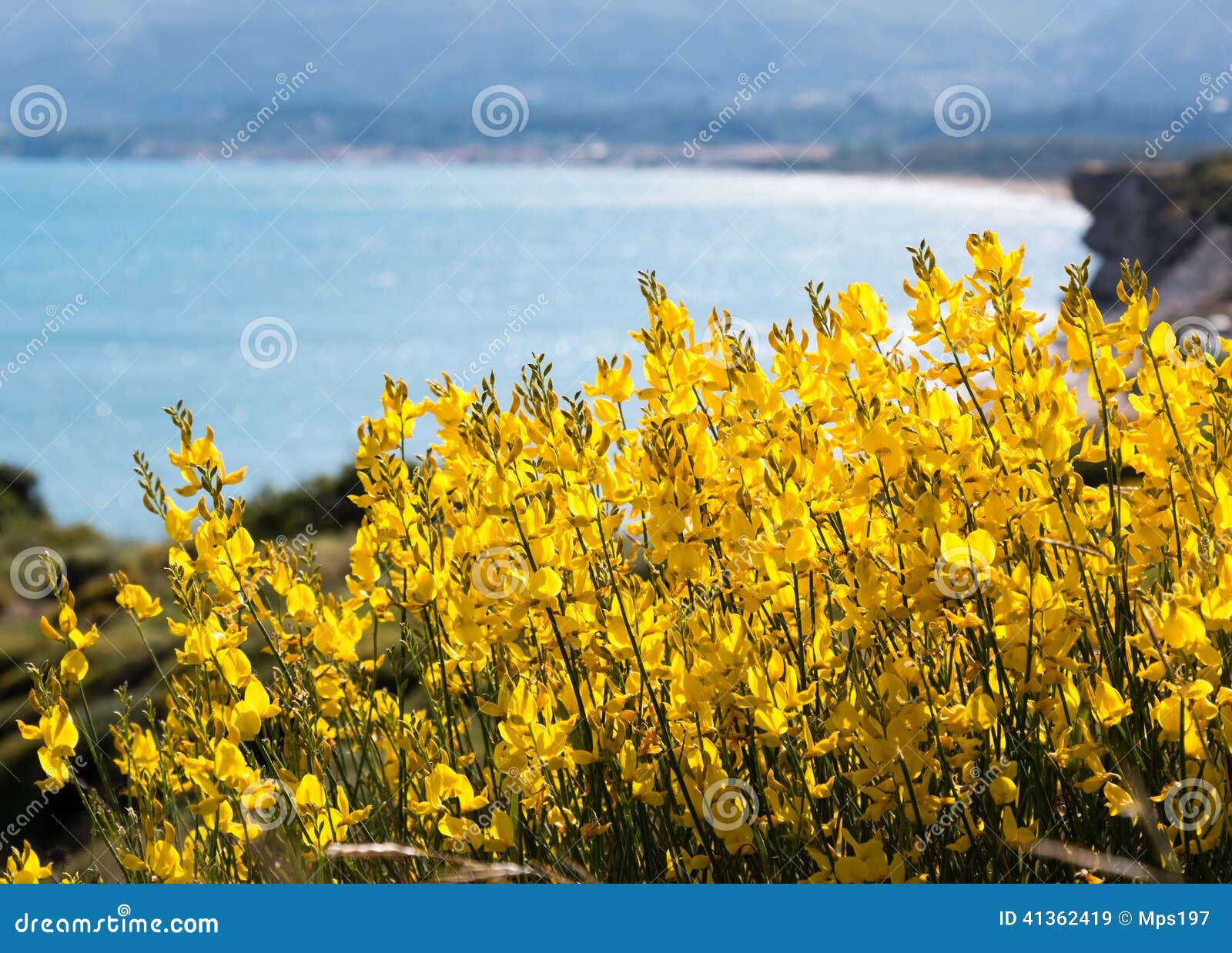 Yellow flowers at seaside stock image. Image of shore 41362419