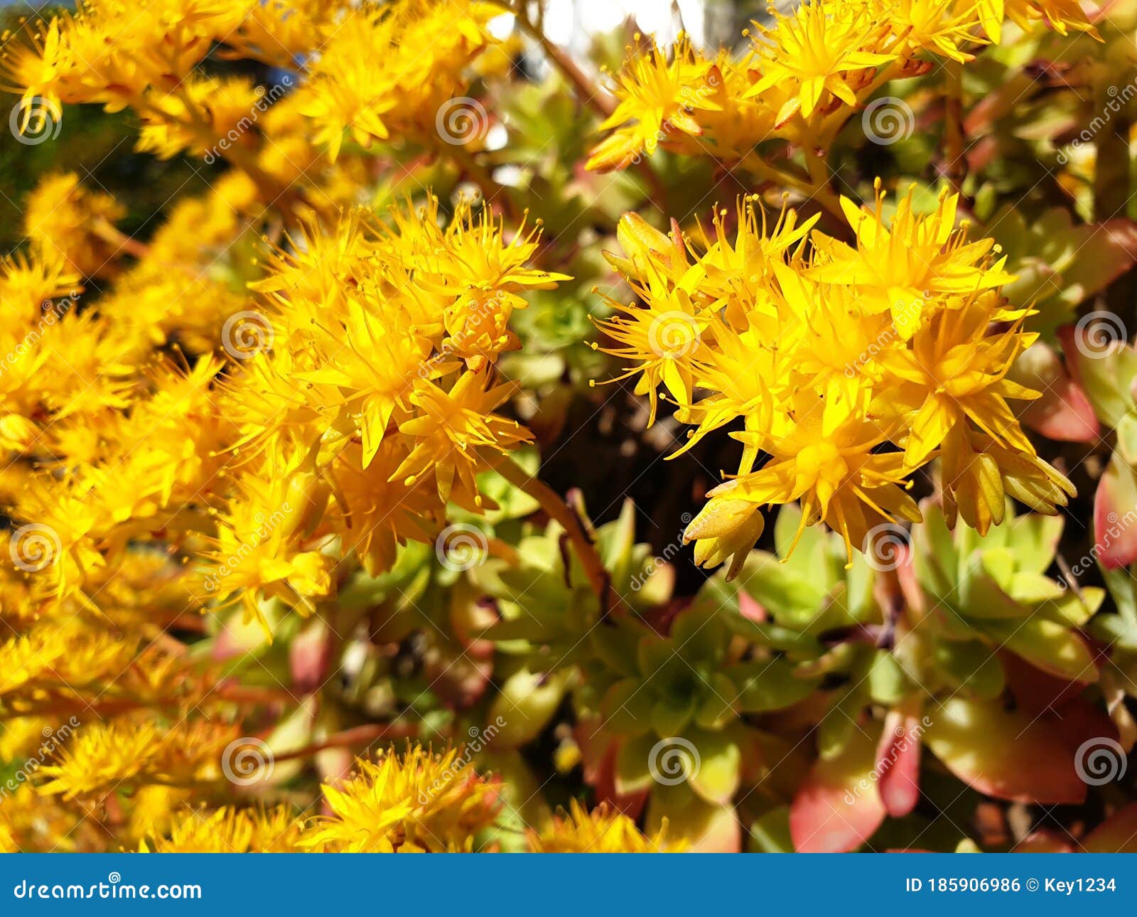 Flowers Sedum Palmeri Watson Stock Photo - Image of closeup, color ...