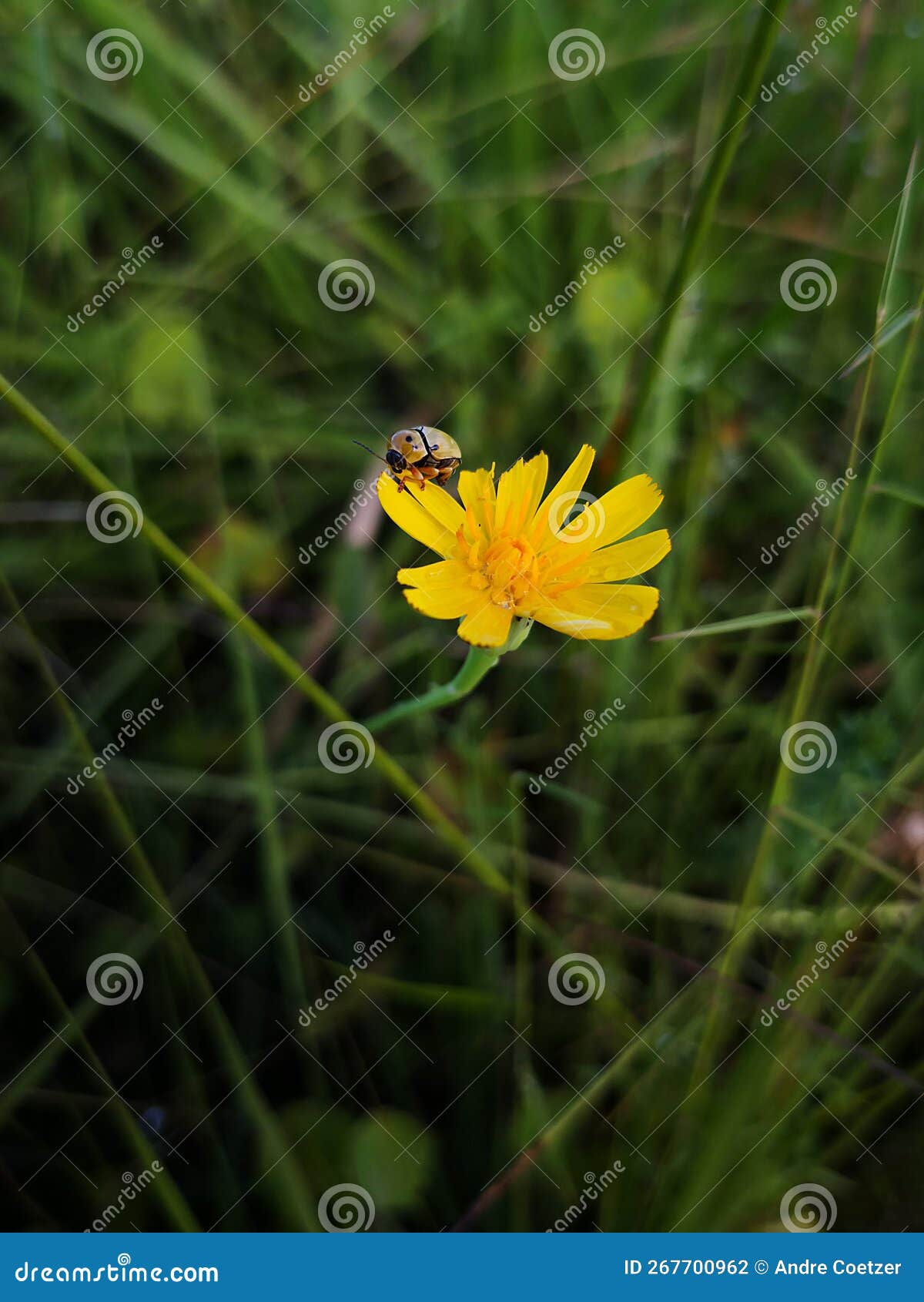 Yellow Flowers with a Shiny Bug Eating the Leaves Stock Photo Image