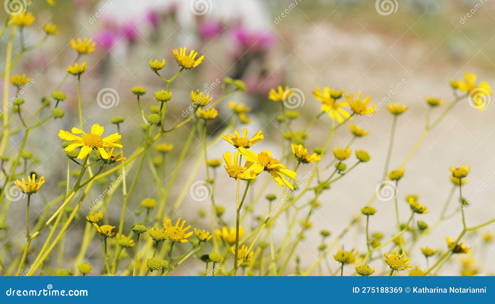 desert bloom series - brittlebush - encelia farinosa