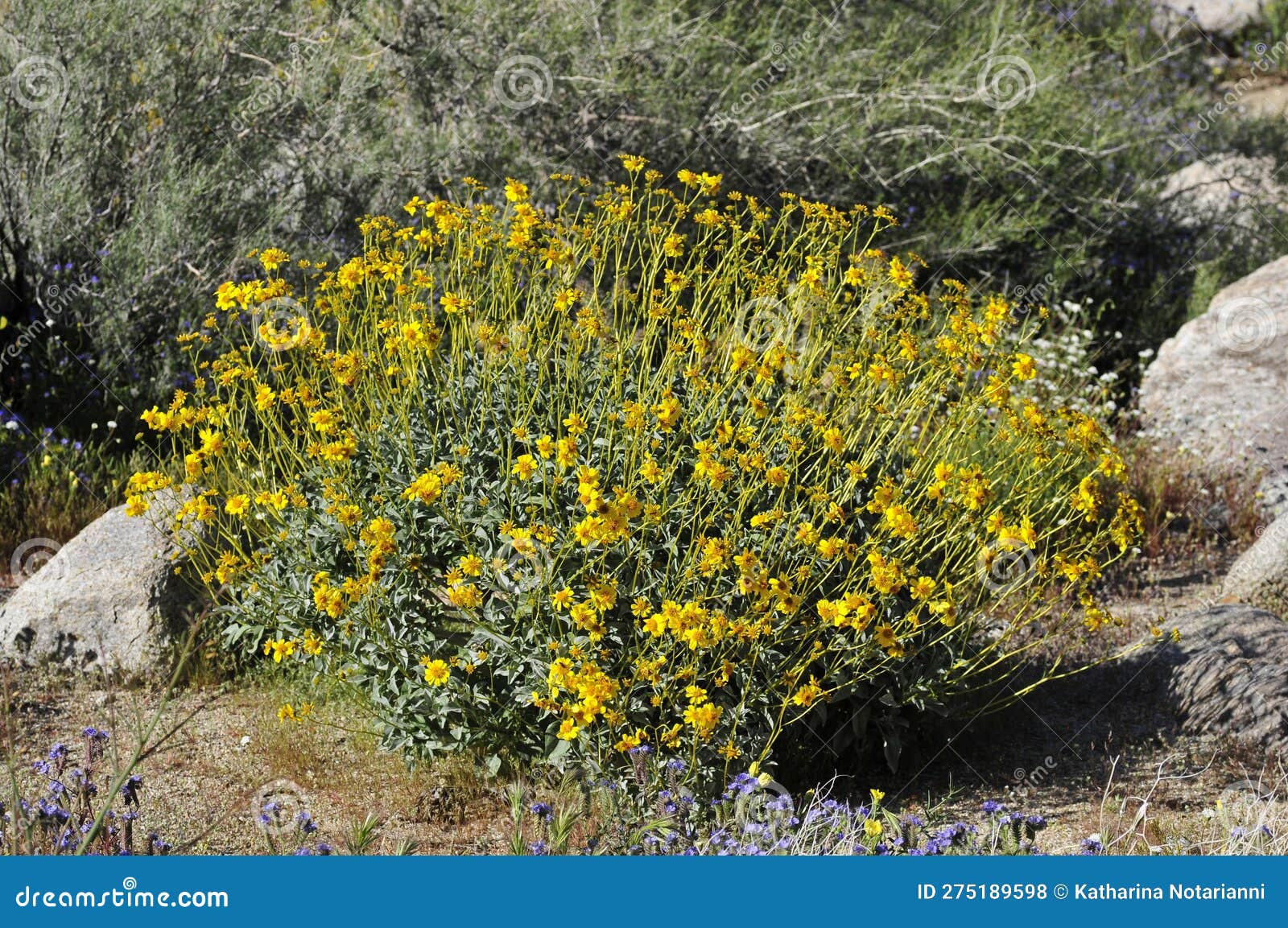 desert bloom series - brittlebush - encelia farinosa