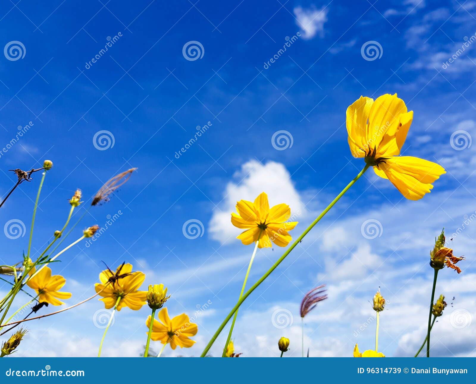 Yellow Flowers Sky Cloud and Windy. Stock Image Image of sunny, windy