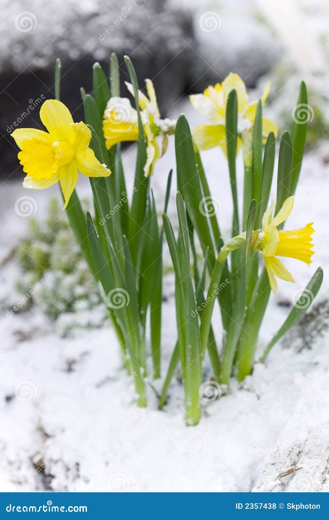 Yellow flowers in the snow stock photo. Image of fields 2357438