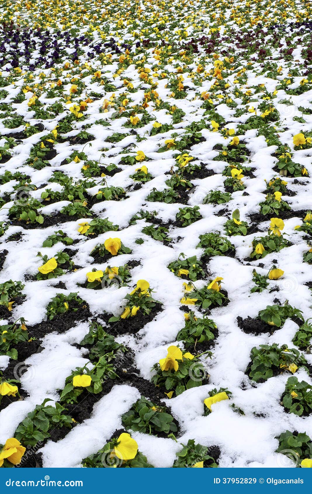 Yellow flowers in snow stock image. Image of snow, natural 37952829
