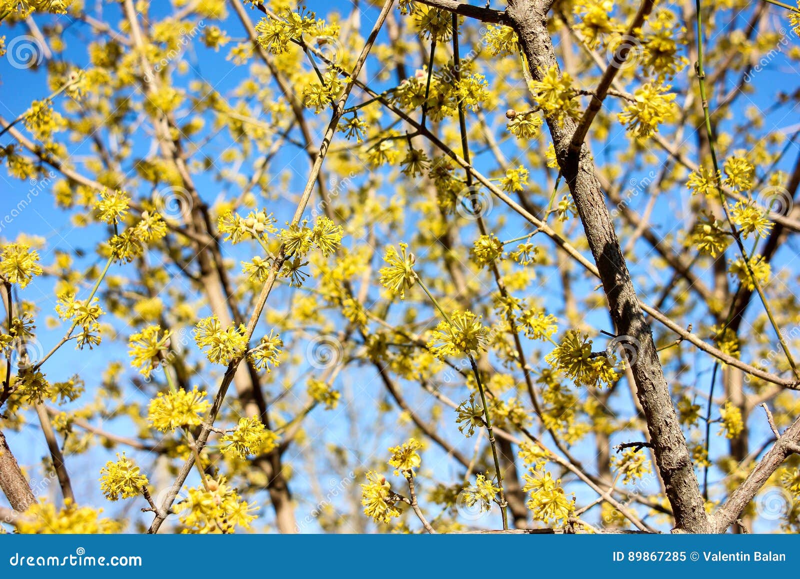 Yellow flowers in spring. stock image. Image of beautiful 89867285