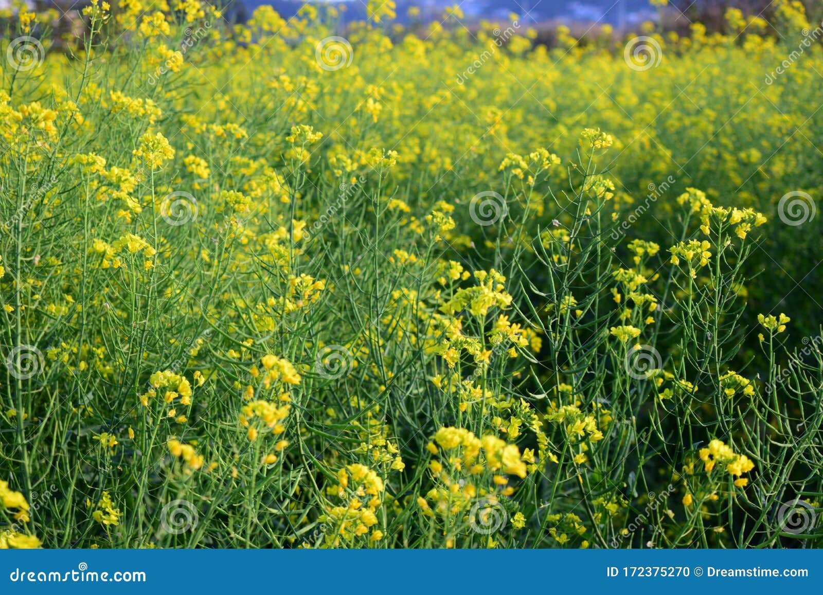 Yellow turnip flowers stock photo. Image of countryside 172375270