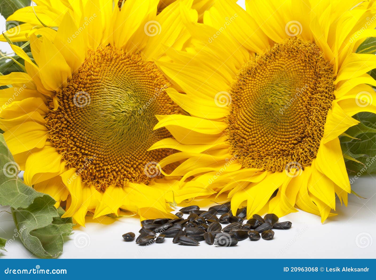 Yellow Flowers of Sunflower Seeds Stock Photo - Image of botany, bright ...