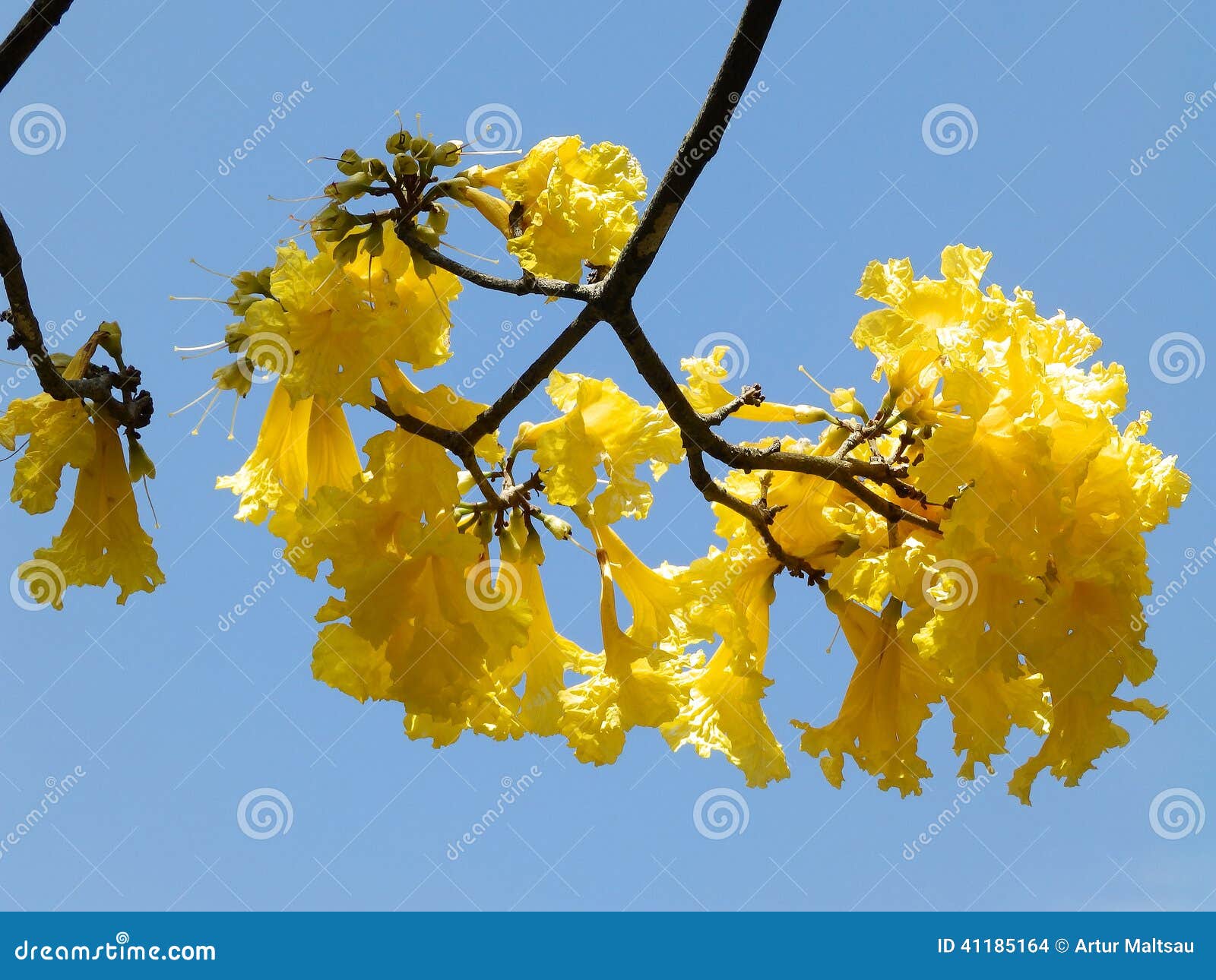 Yellow flowers on a tree stock photo. Image of yellow 41185164