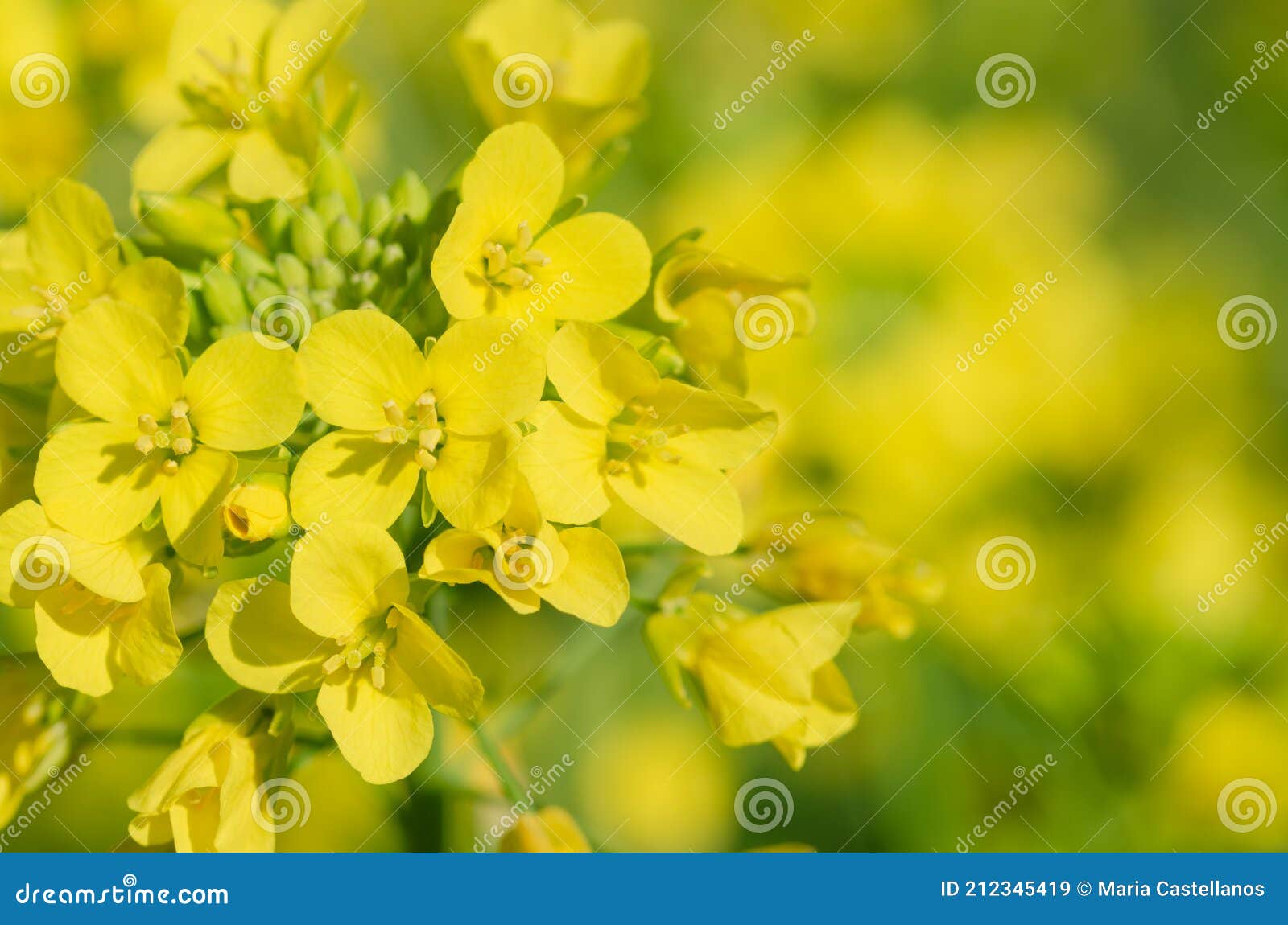 Yellow Flowers of Turnips with the Background Out of Focus Stock Image