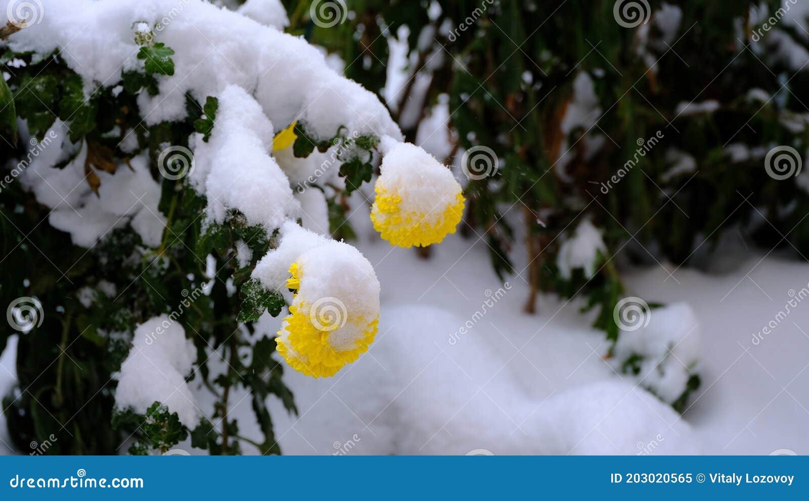 Yellow Flowers Under the Falling Snow. Stock Image Image of landscape, nature 203020565