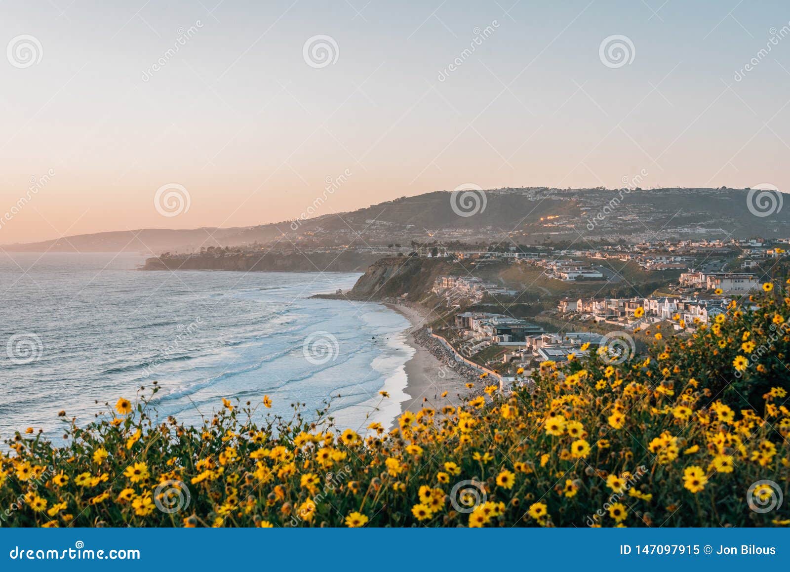yellow flowers and view of strand beach from dana point headlands conservation area, in dana point, orange county, california