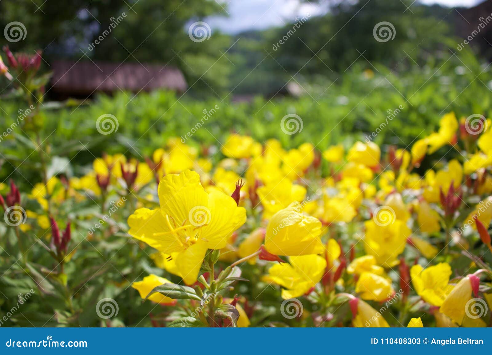 Yellow Flowers stock image. Image of flowers, summer 110408303