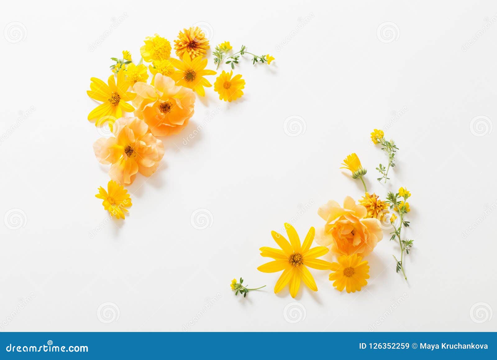 Yellow Flowers on White Background Stock Image - Image of leaf, design ...