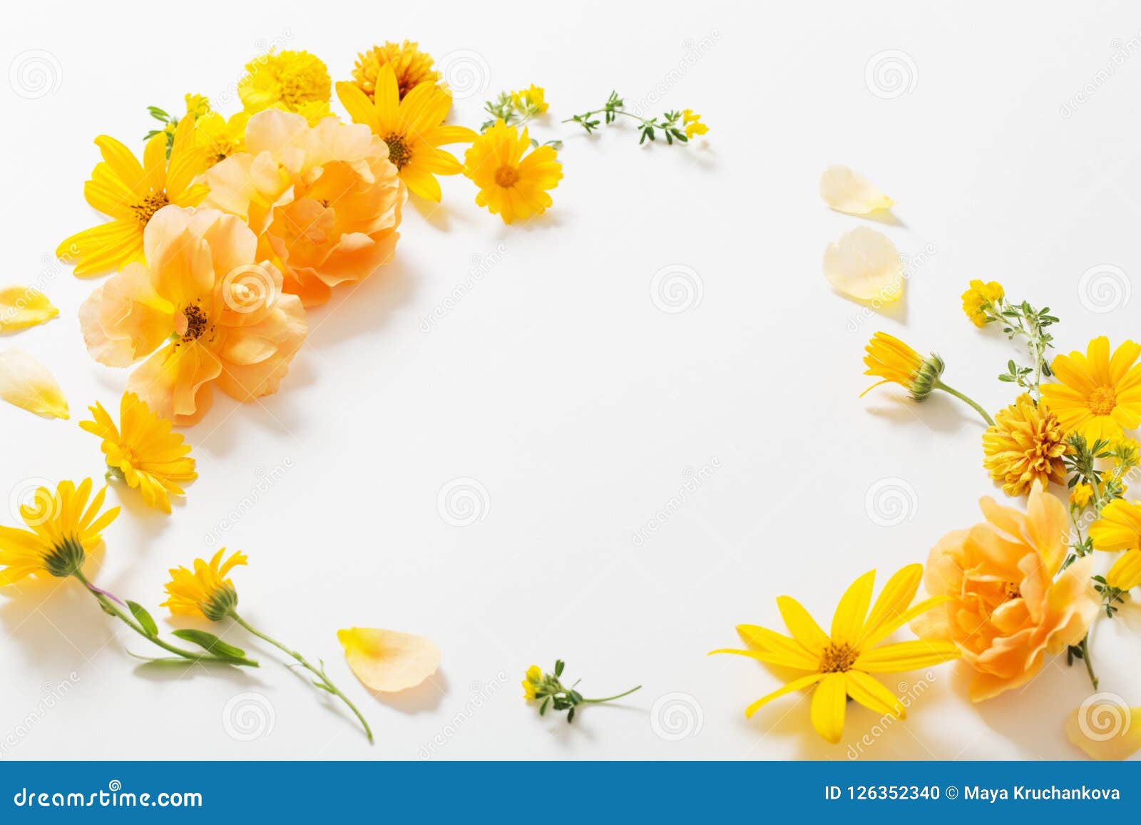 Yellow Flowers on White Background Stock Photo - Image of fresh ...