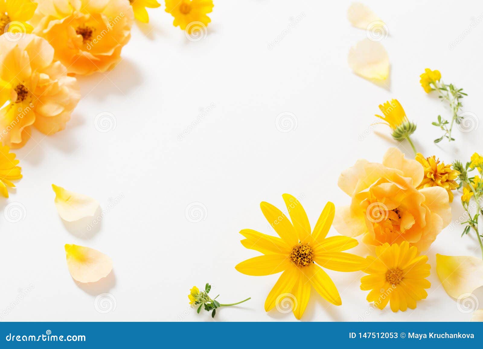 Yellow Flowers on White Background Stock Image - Image of fall, flower ...