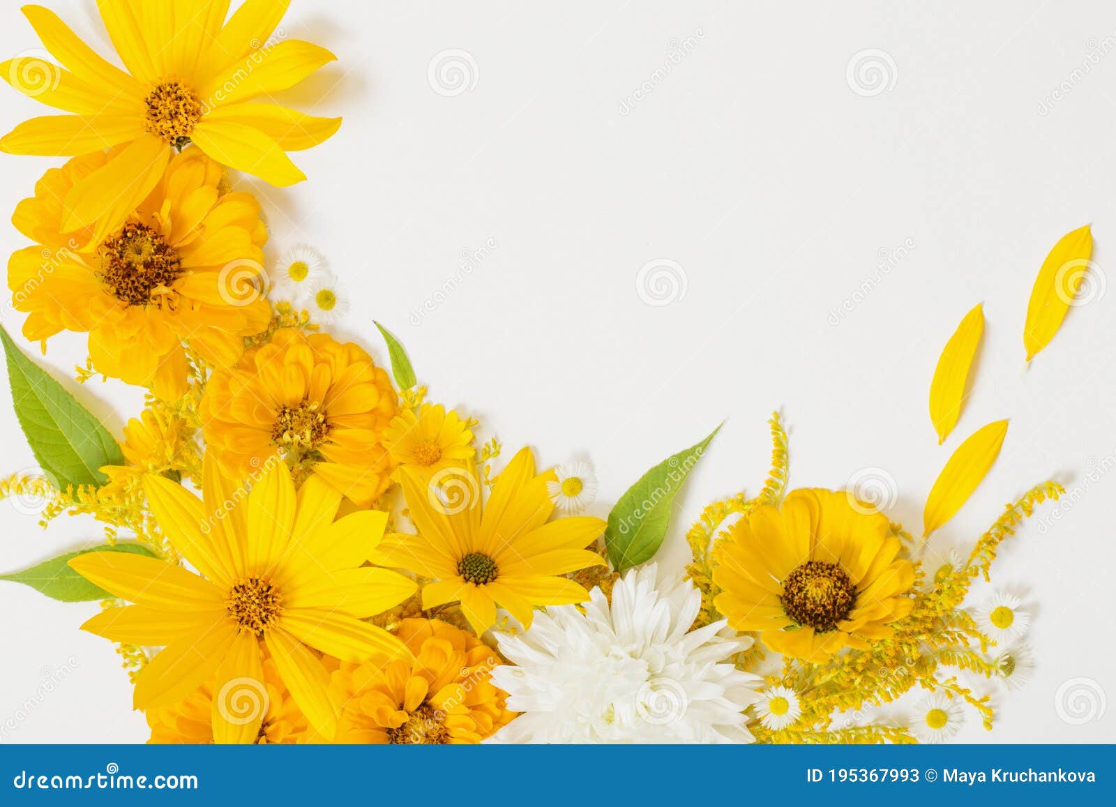 Yellow Flowers on White Background Stock Image Image of flower