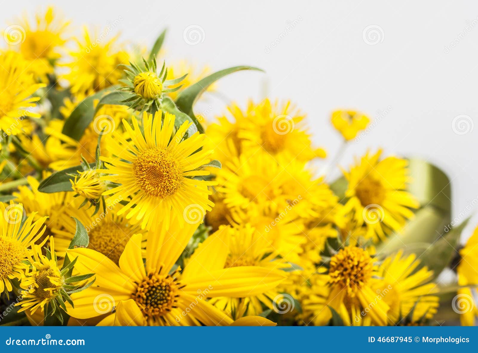 Yellow Flowers on White Background Stock Image Image of feeling