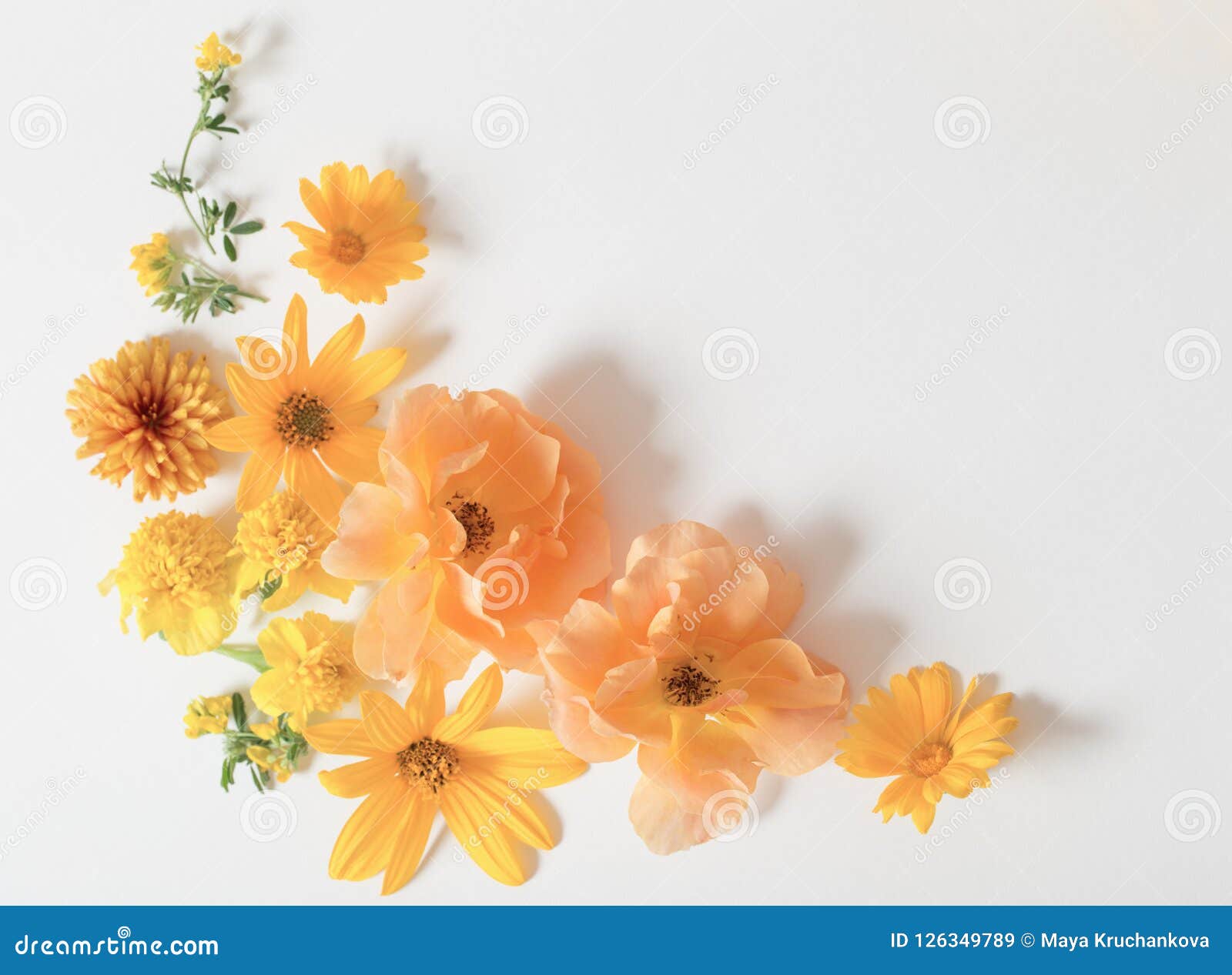 Yellow Flowers on White Background Stock Image - Image of florist ...