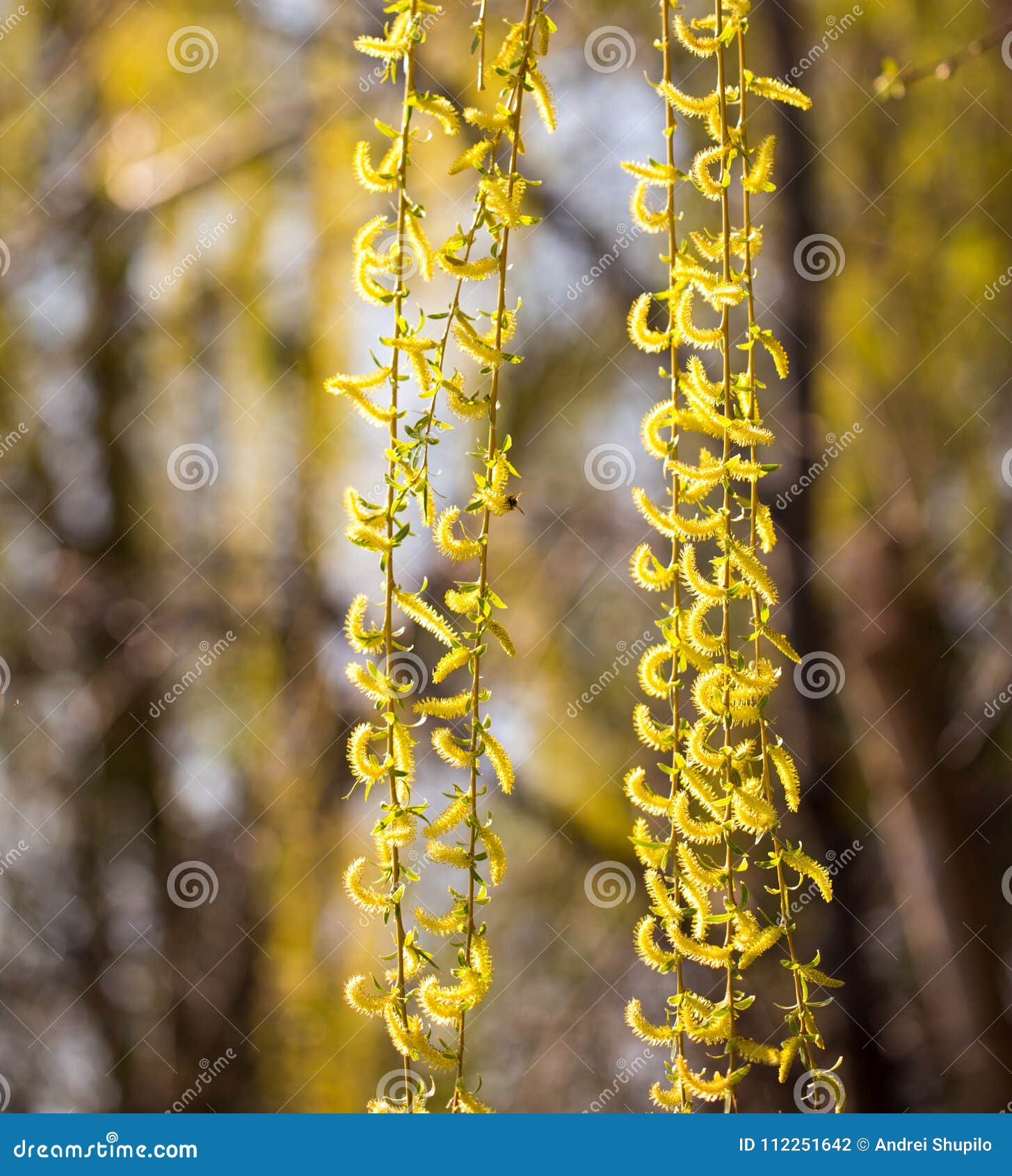 Yellow Flowers on Willow Branches in Spring Stock Photo Image of twig