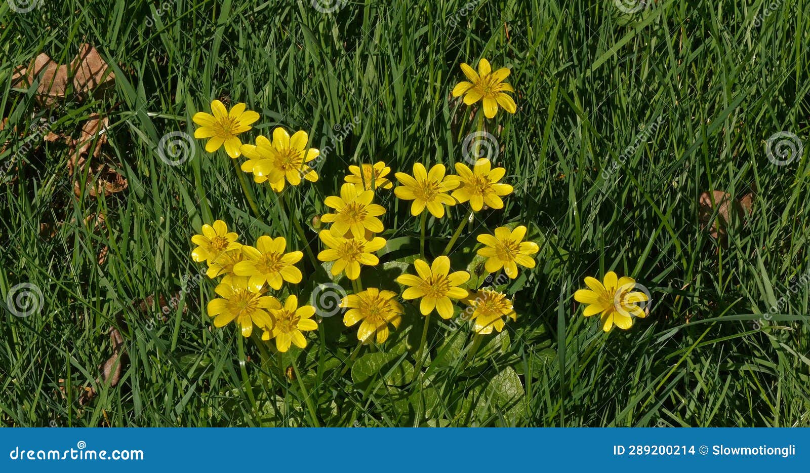 Yellow Flowers in the Wind, Normandy in France Stock Photo Image of
