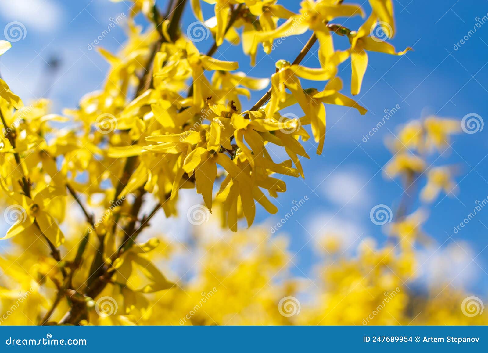 yellow forsythia flowers macro photo