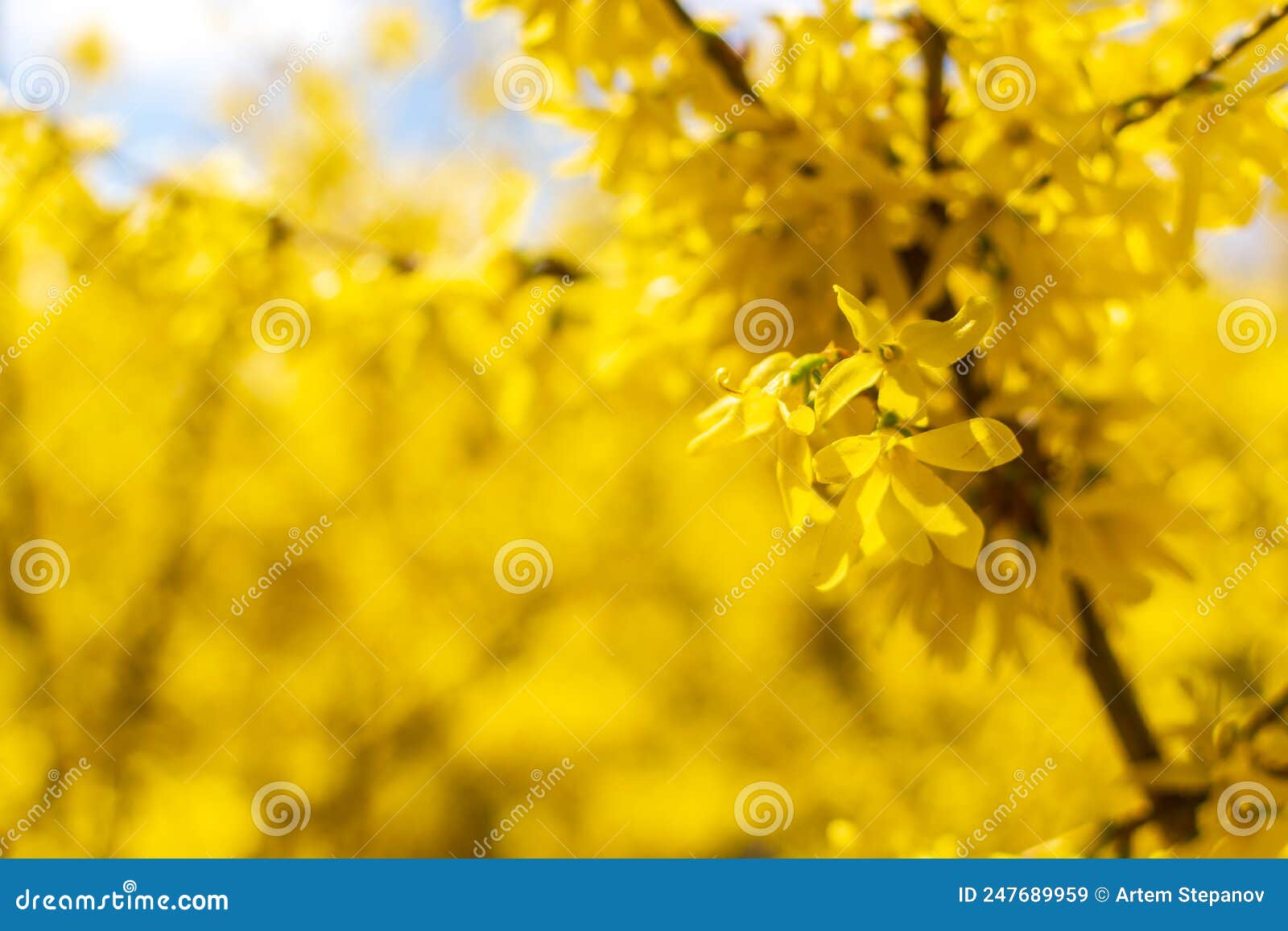 yellow forsythia flowers macro photo