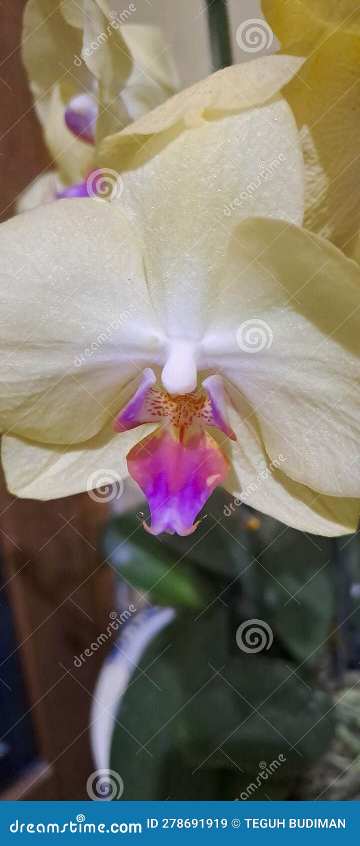 Yellow Frangipani Flowers that Bloom at Night Stock Image Image of