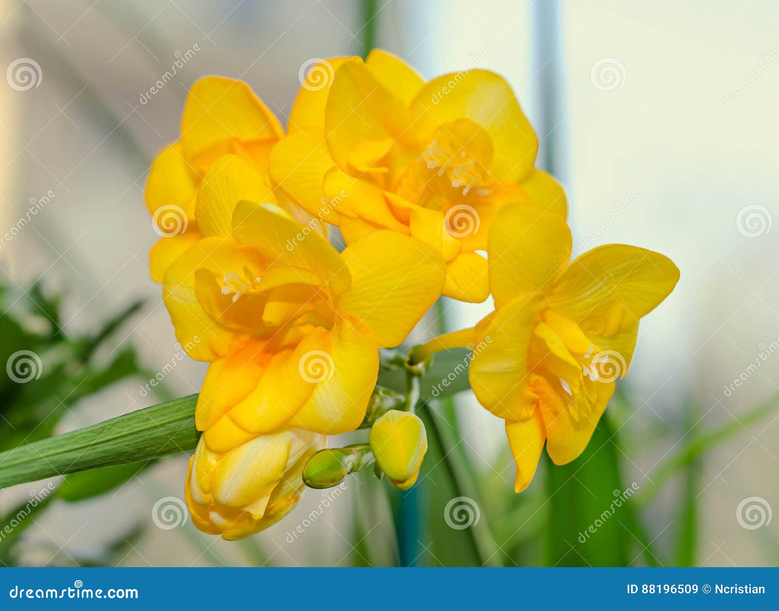 Fresias Stock Photos - Free & Royalty-Free Stock Photos from Dreamstime