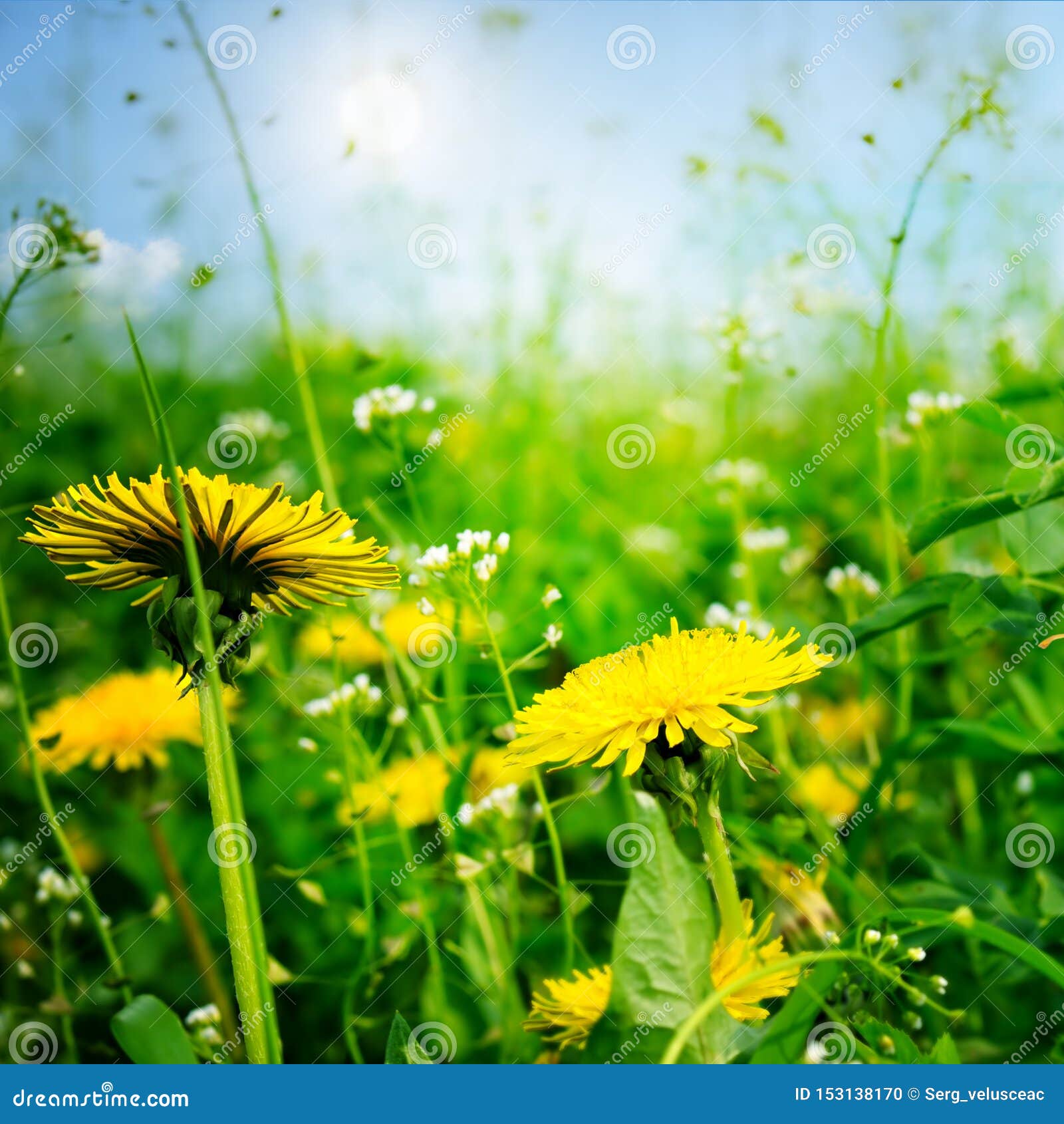 Yellow fresh dandelions stock photo. Image of nature 153138170