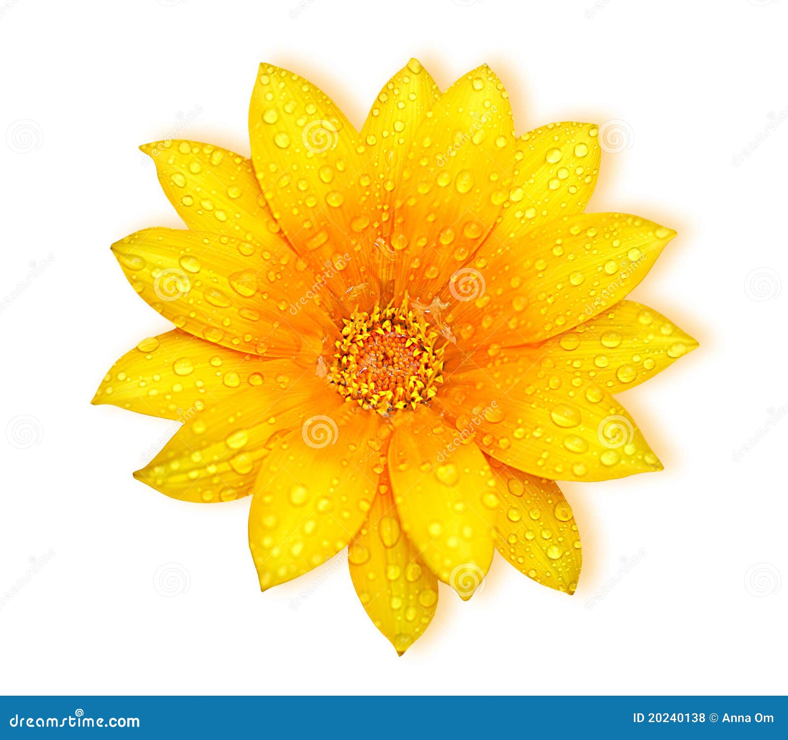 Yellow fresh flower stock photo. Image of delicate, bloom 20240138