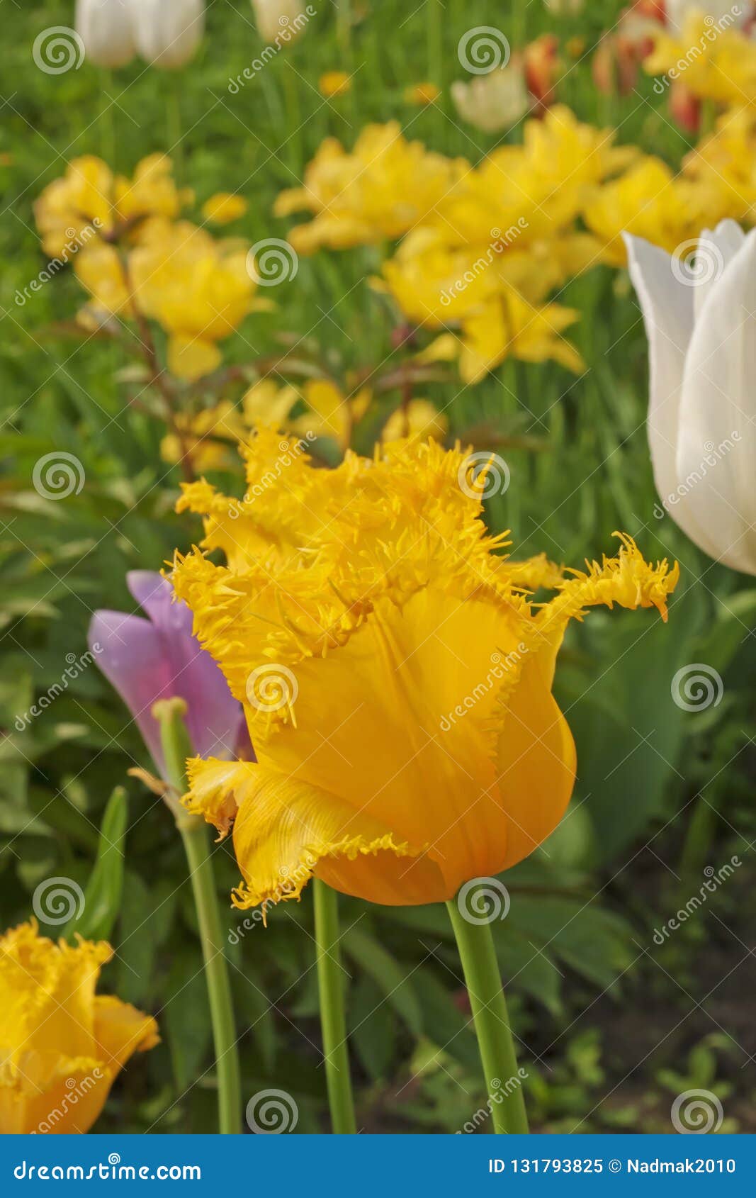 Yellow Tulip With Fringe Against The Background Of Other Tulips In The Garden Stock Image Image Of Against Diverse 131793825
