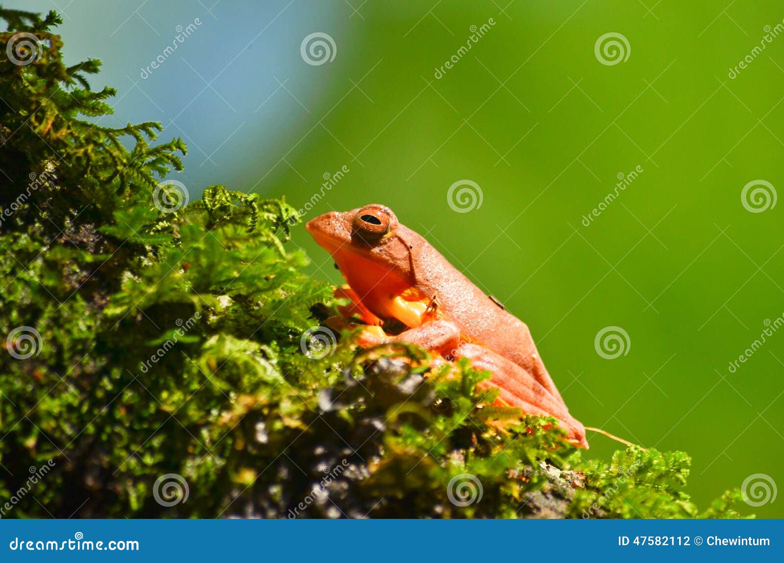 Yellow frog stock photo. Image of beautiful, natural - 47582112