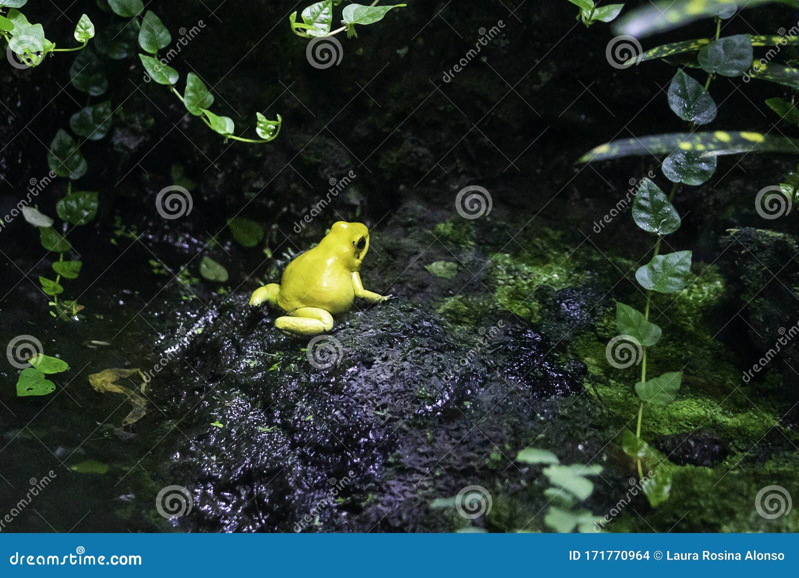 yellow frog in a small water pond