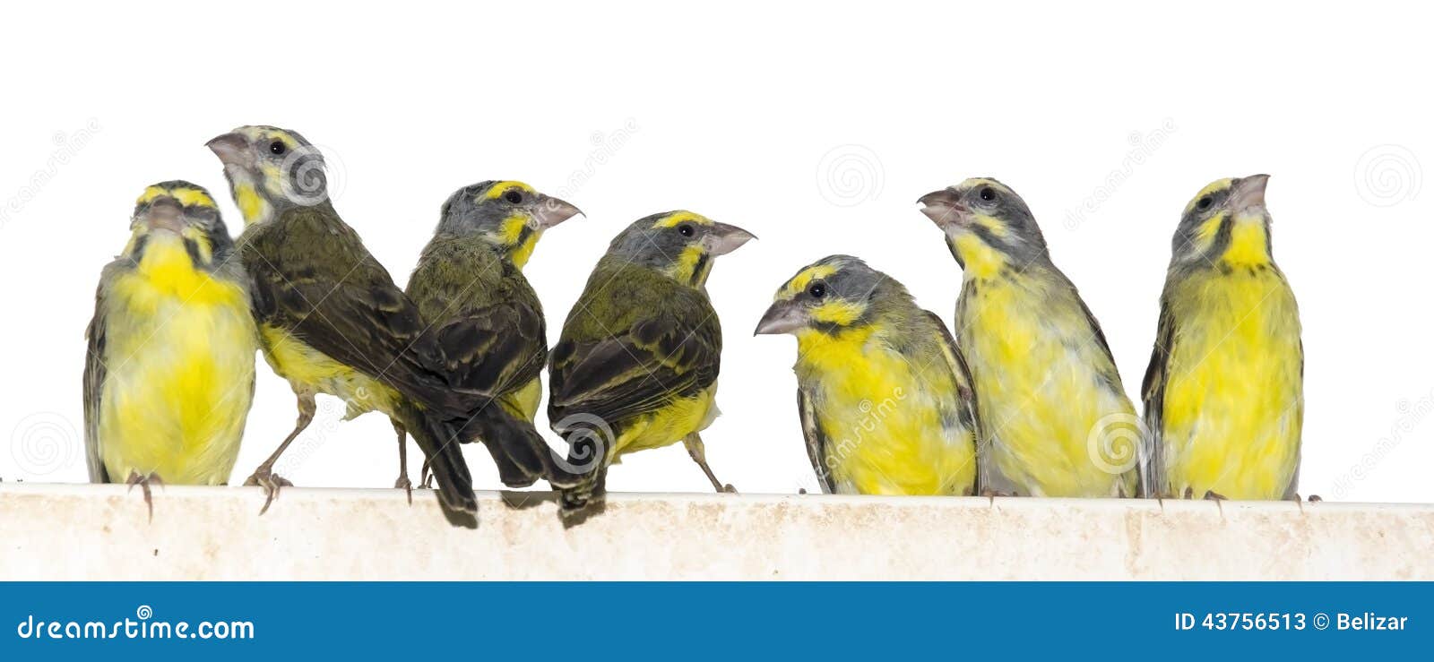 yellow-fronted canaries (crithagra mozambica)