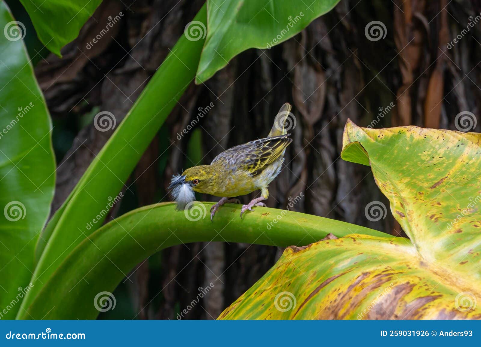 yellow fronted canary bird, crithagra mozambica, perched on a palm leaf with a feather in beak, mauritius