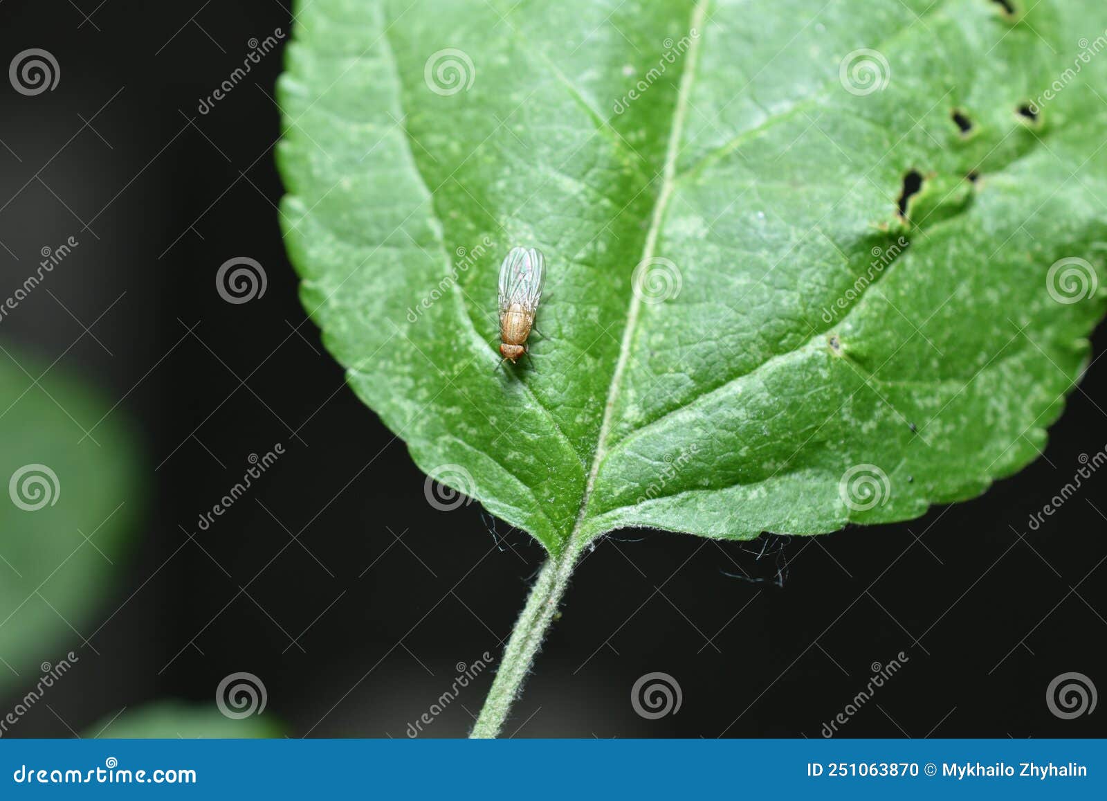 Yellow Fruit Fly on a Leaf. Stock Photo Image of compound, wing 251063870