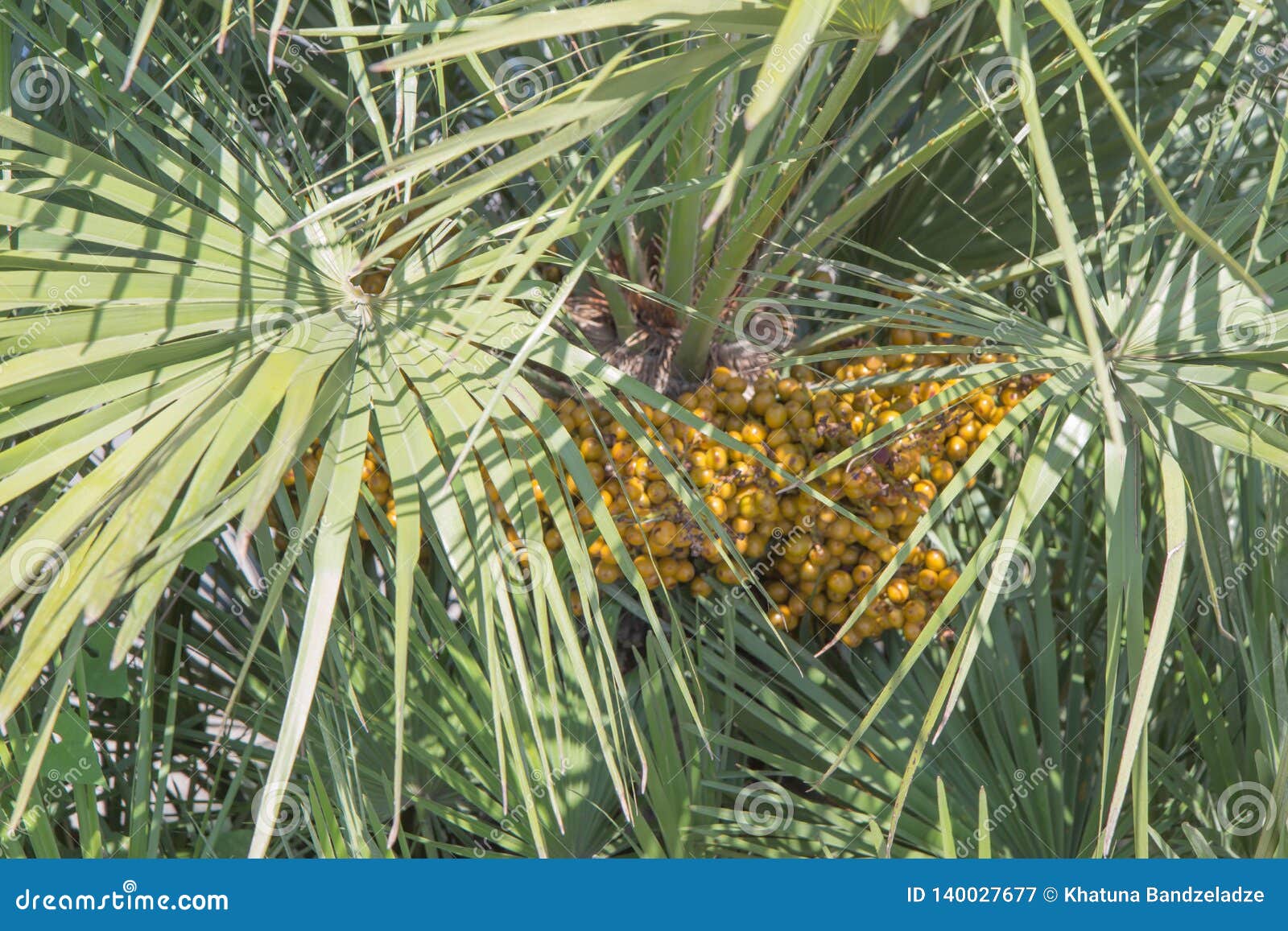 Fruit jaune allongé sur le palmier
