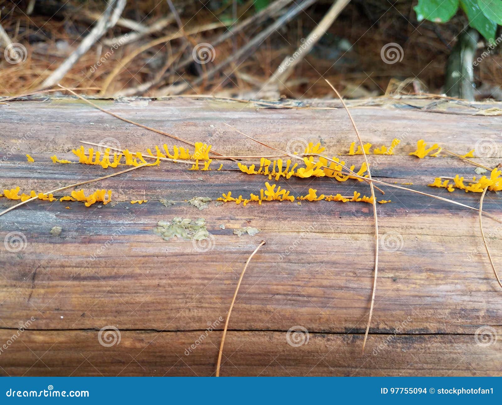 Yellow Fungus Growing on Log Stock Photo Image of outdoor, nature 97755094